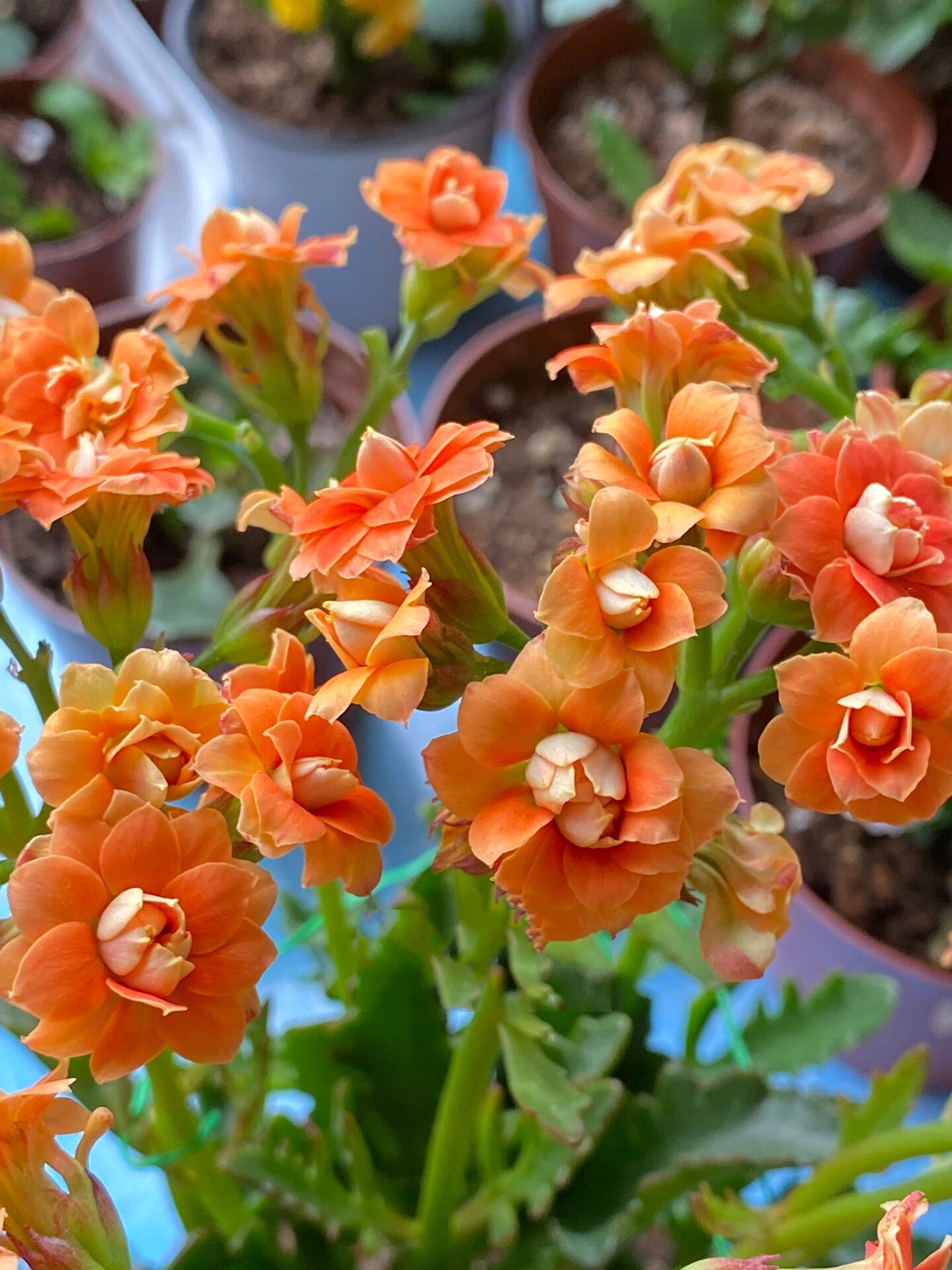 鹿角橙～(74)记录长寿花的日常 鹿角橙～非常漂亮的橙色,大高个的鹿角