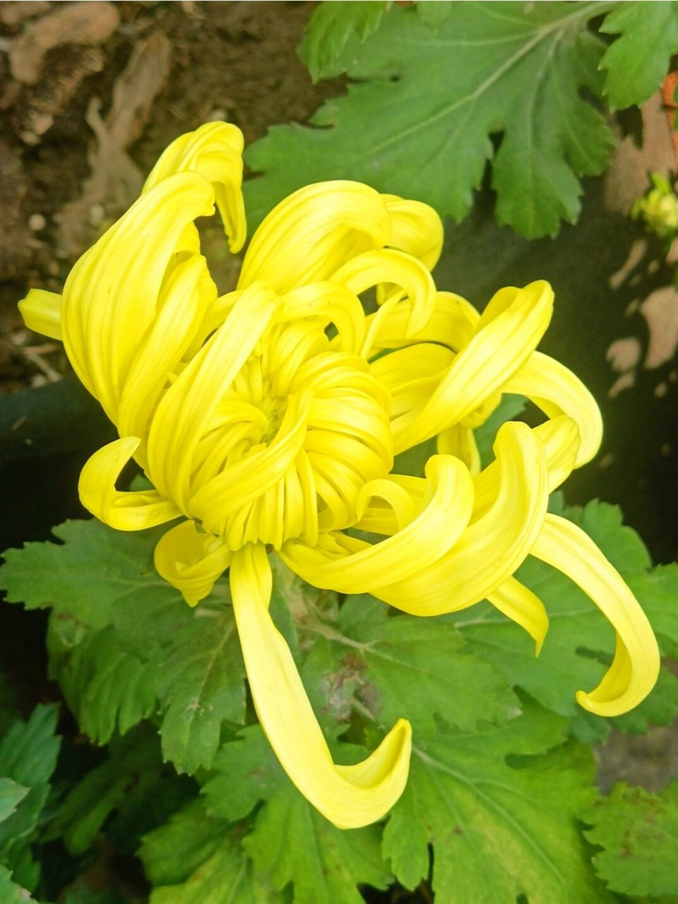 黄色龙爪菊 龙爪菊有消炎止痛, 清热解毒的功效.