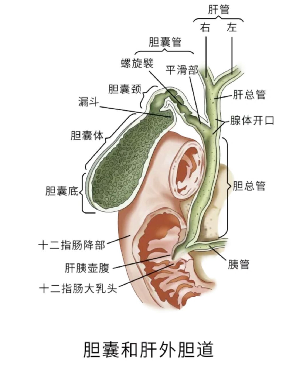 胆囊壁分层解剖图片