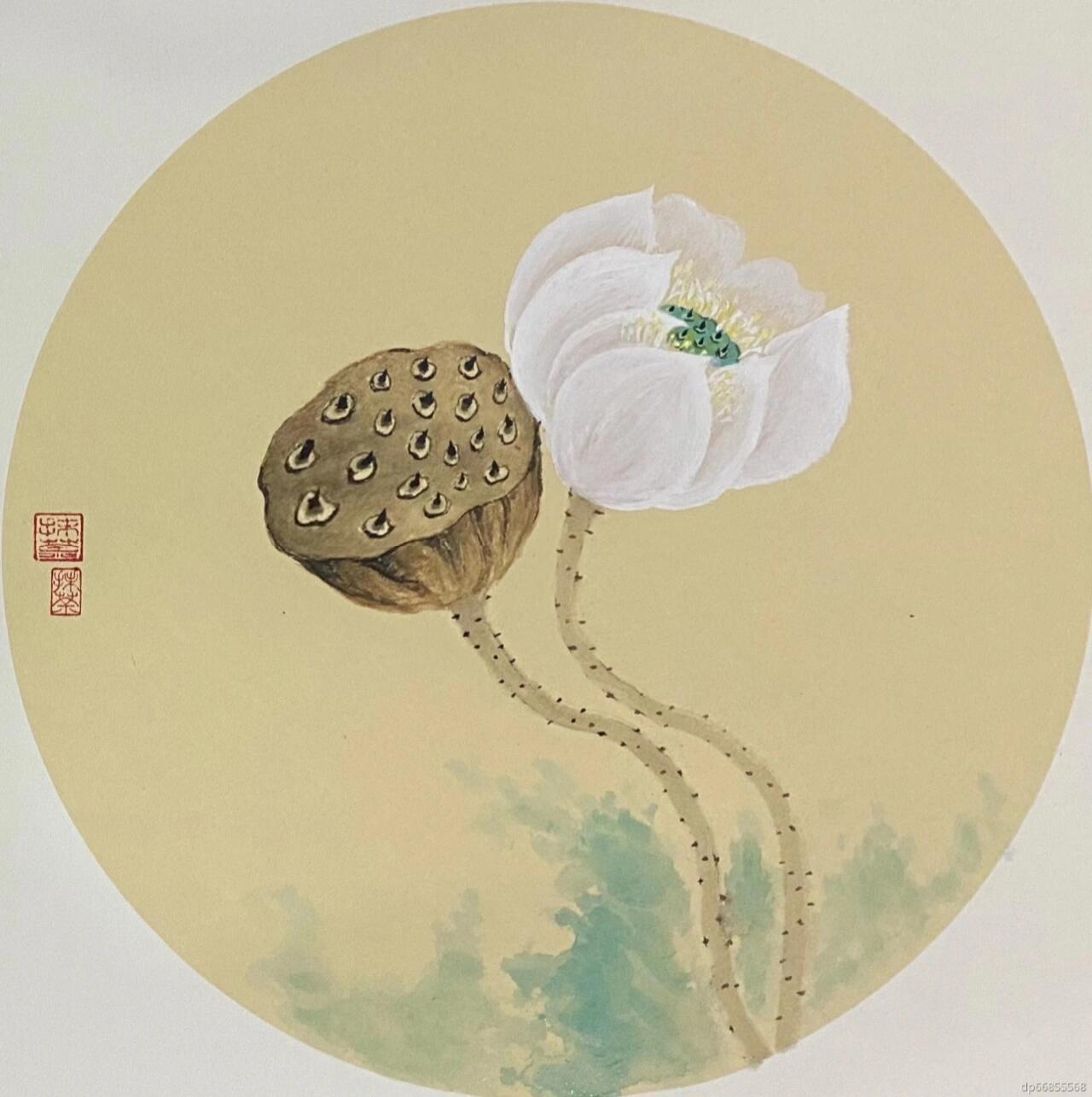 国画 莲花 莲子