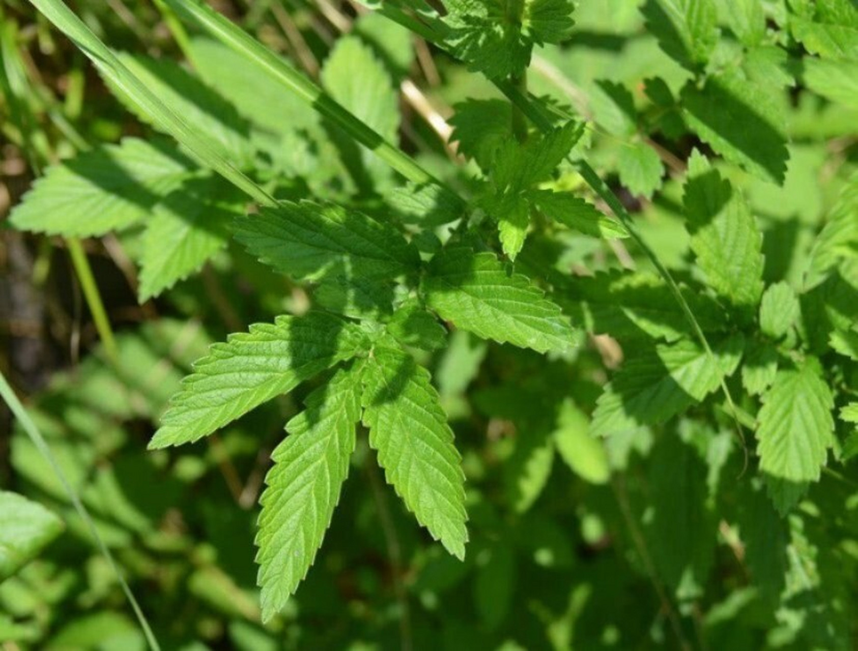 功效神奇的仙鹤草,谁知道,谁受益 仙鹤草,又叫脱力草或石打穿,是一味