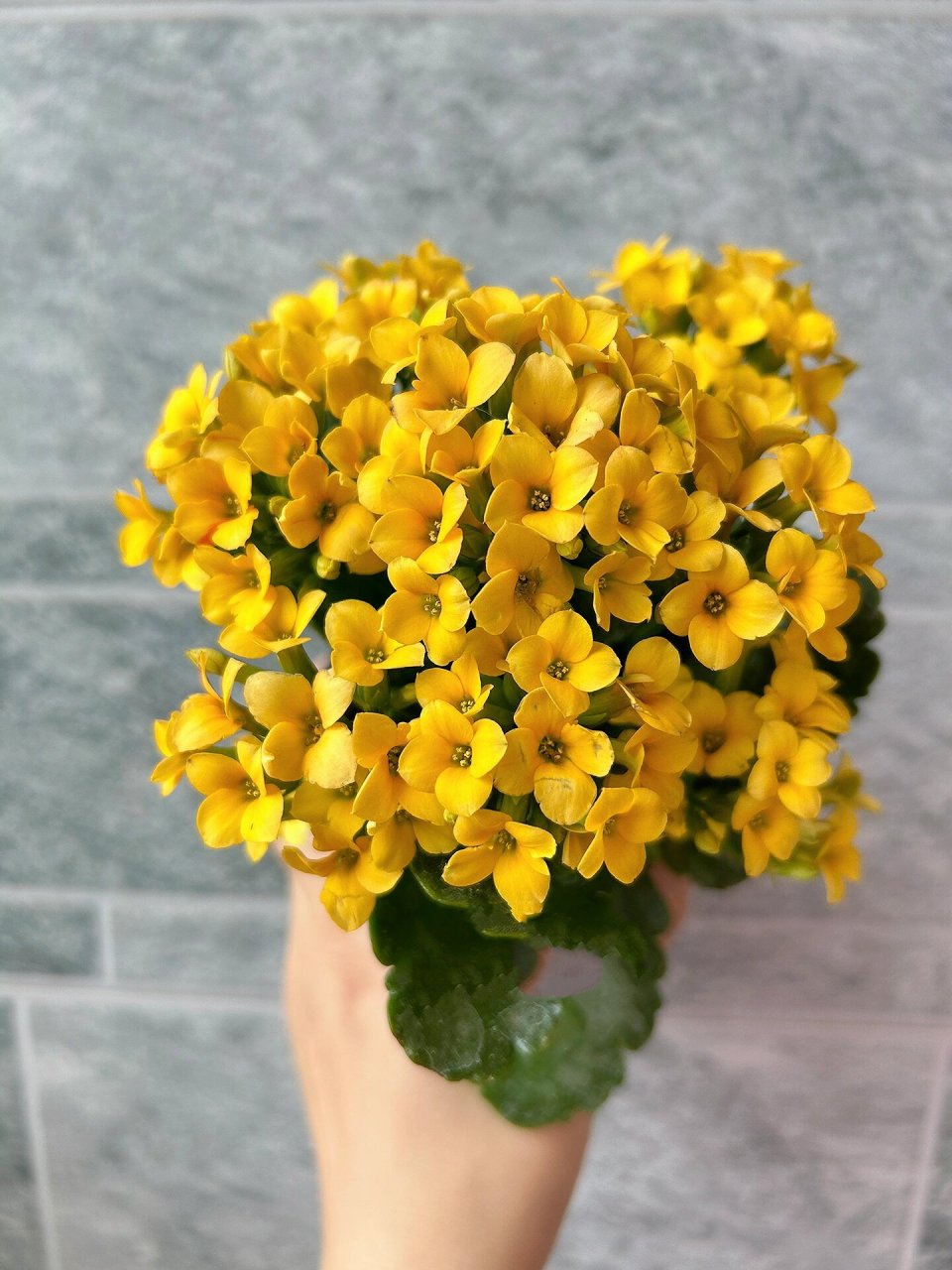 长寿花:乔伊斯 单瓣小花,初开花心是橙色,后期越来越浅 花期长,不消苞