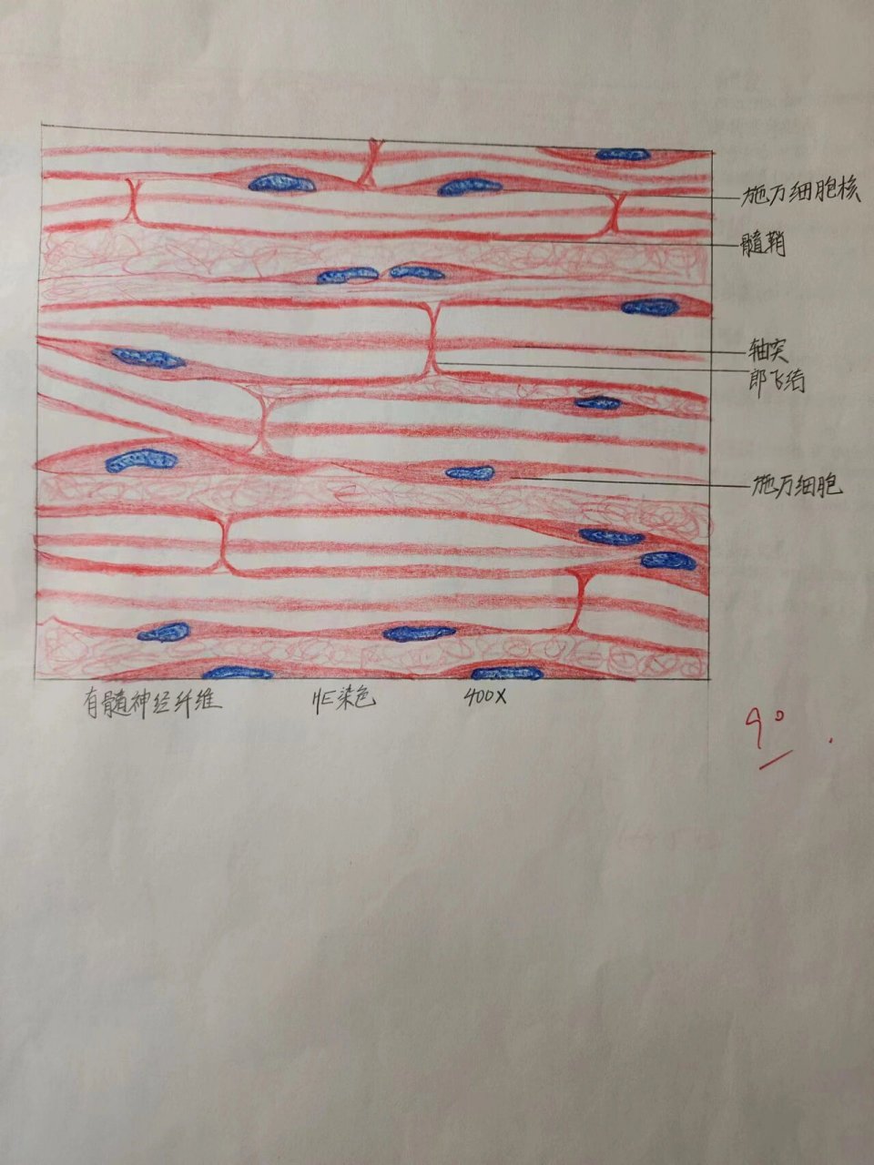 神经原纤维红蓝手绘图图片