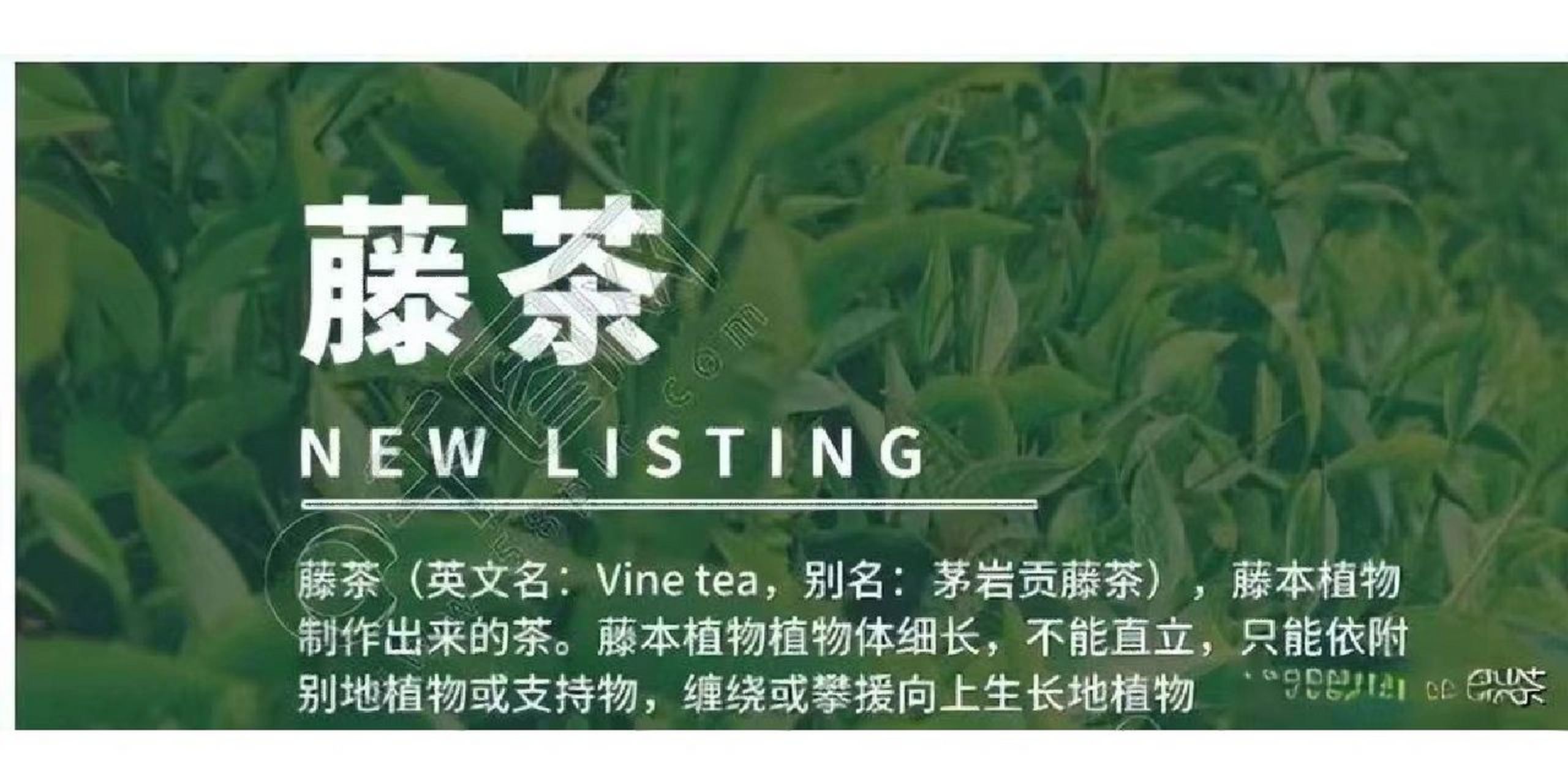 藤茶,是茶非茶的"神茶" 藤茶也叫莓茶,又称甘露茶,茅岩贡藤茶,土家神