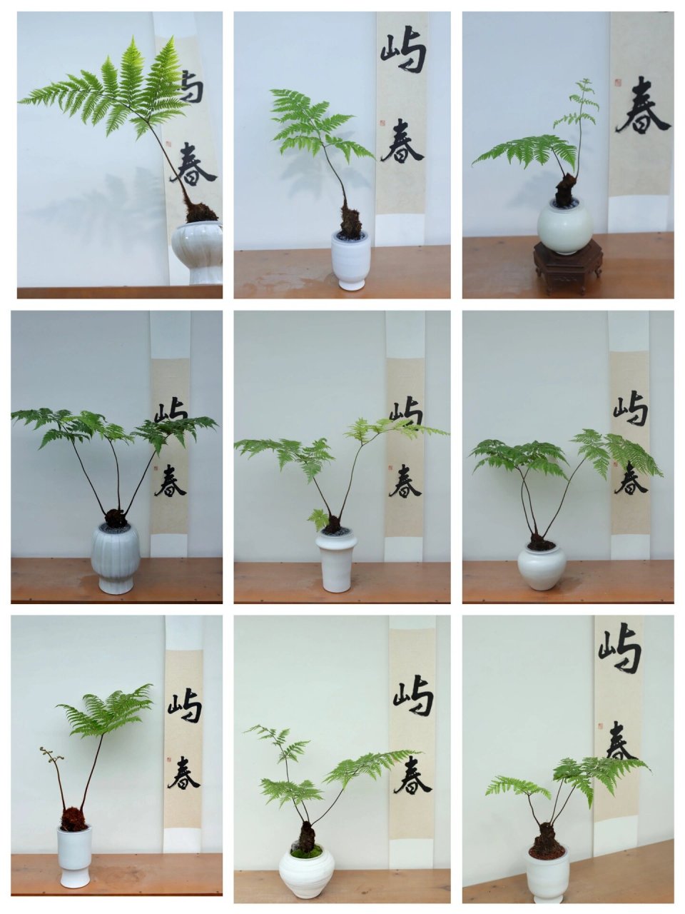 夏日治愈系植物～水培红鳞蕨 金毛狗蕨的平替