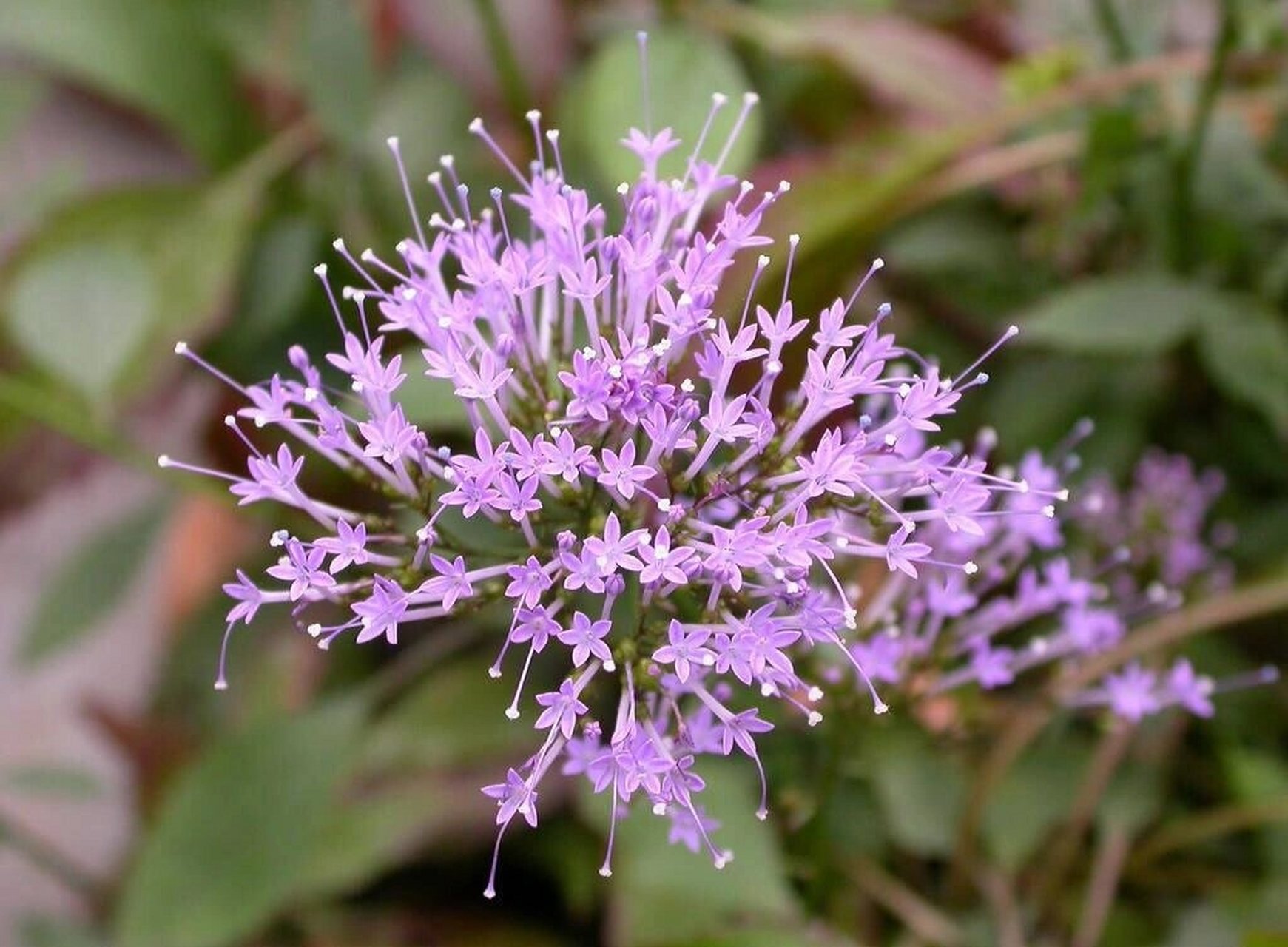 夕雾花手绘图片