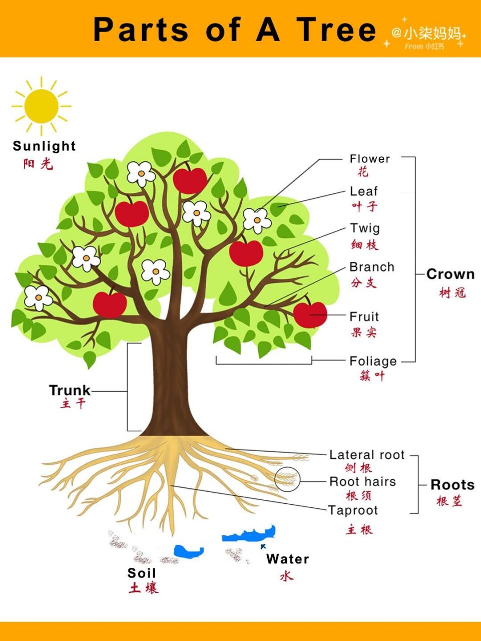 前两天大学同学寄我一箱自家果园的苹果96 果皮