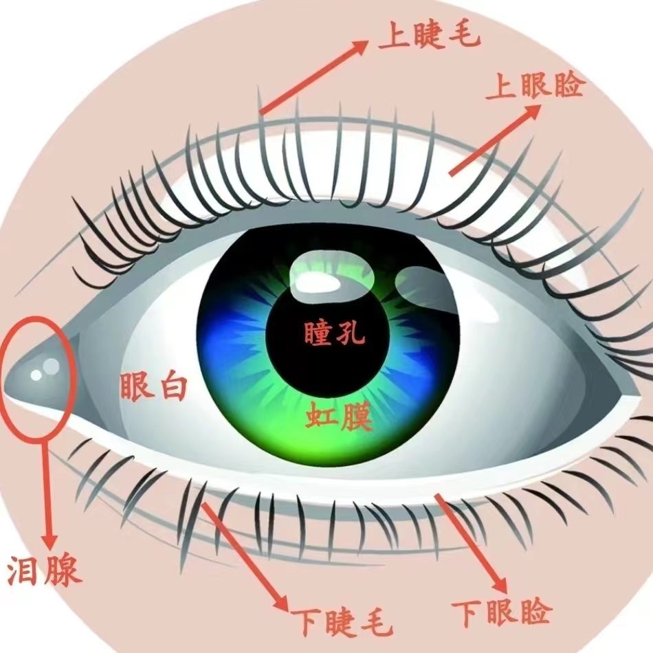 幼儿易懂的眼睛构造图图片