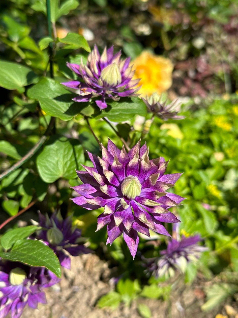 铁线莲有很多种类和品种,花色丰富多样,包括白色,粉色,紫色,蓝色和