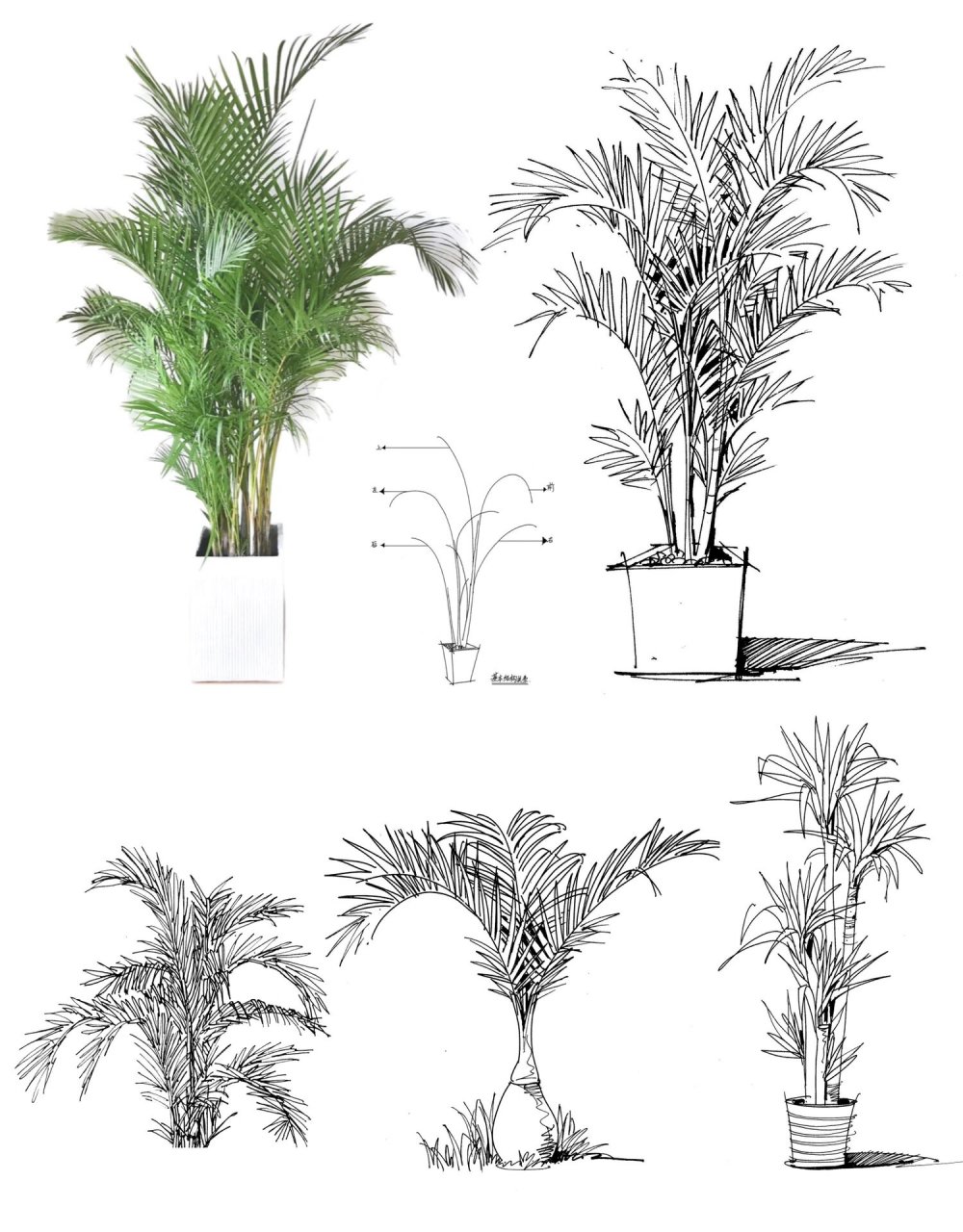 99环艺干货|室内景观散尾葵,棕榈画法 00室内绿植 90景观棕榈科