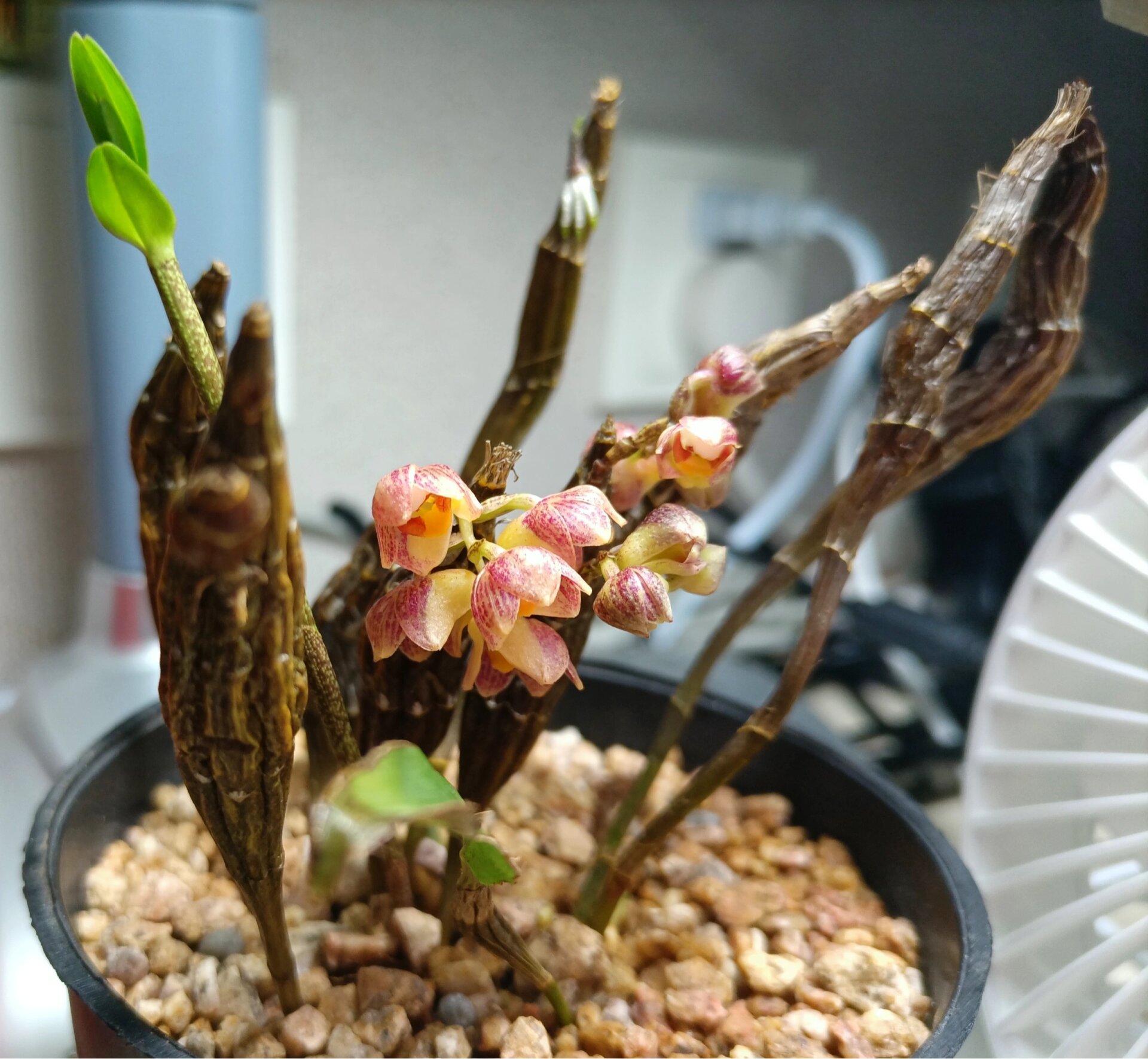 幽香的对花石斛 养过的石斛不算多,对花的香味排第一,不甜不腻不刺鼻