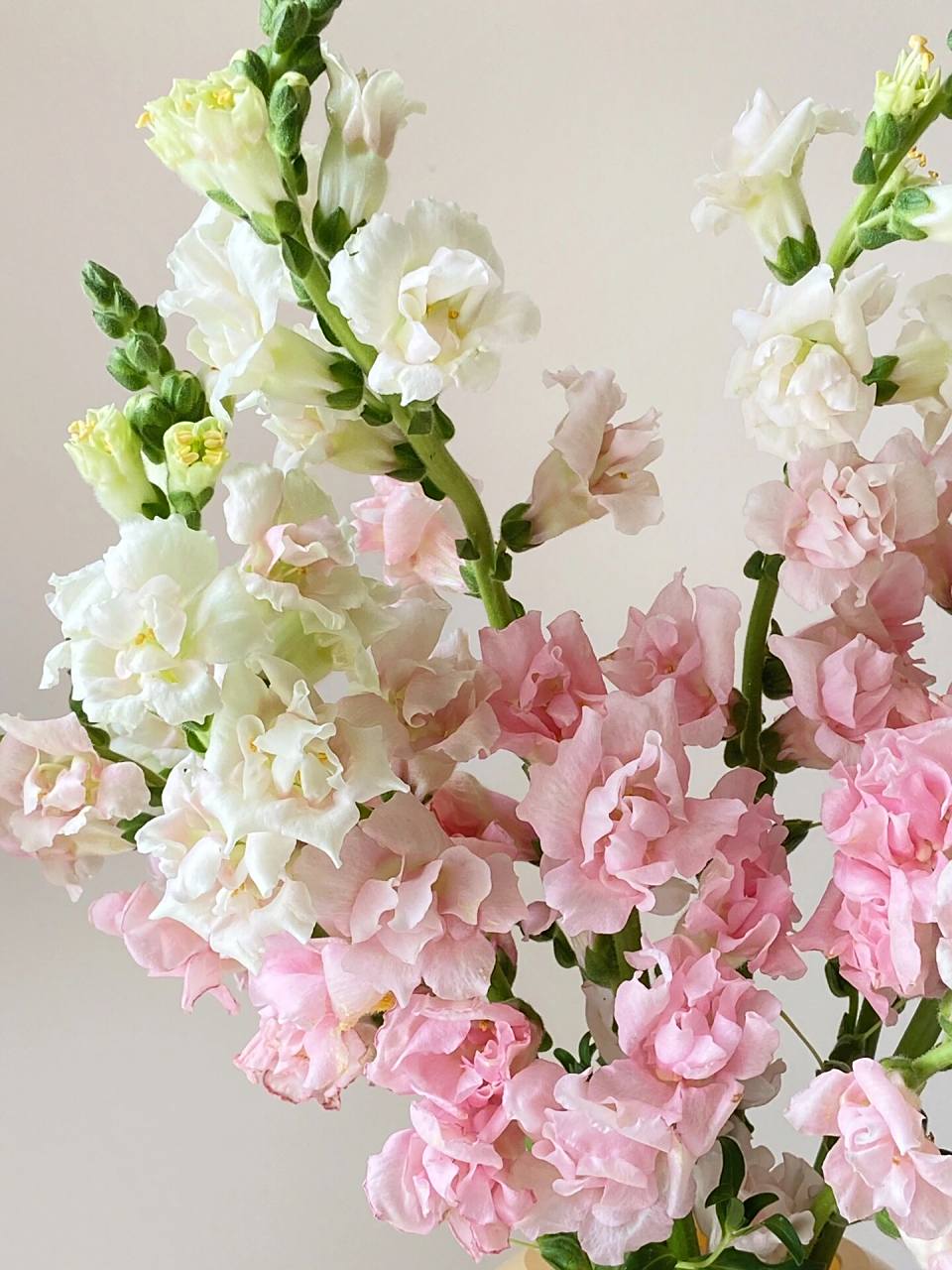 金鱼草|浪漫的粉色重瓣金鱼草 金鱼草像一个个小金鱼 第一次买重瓣