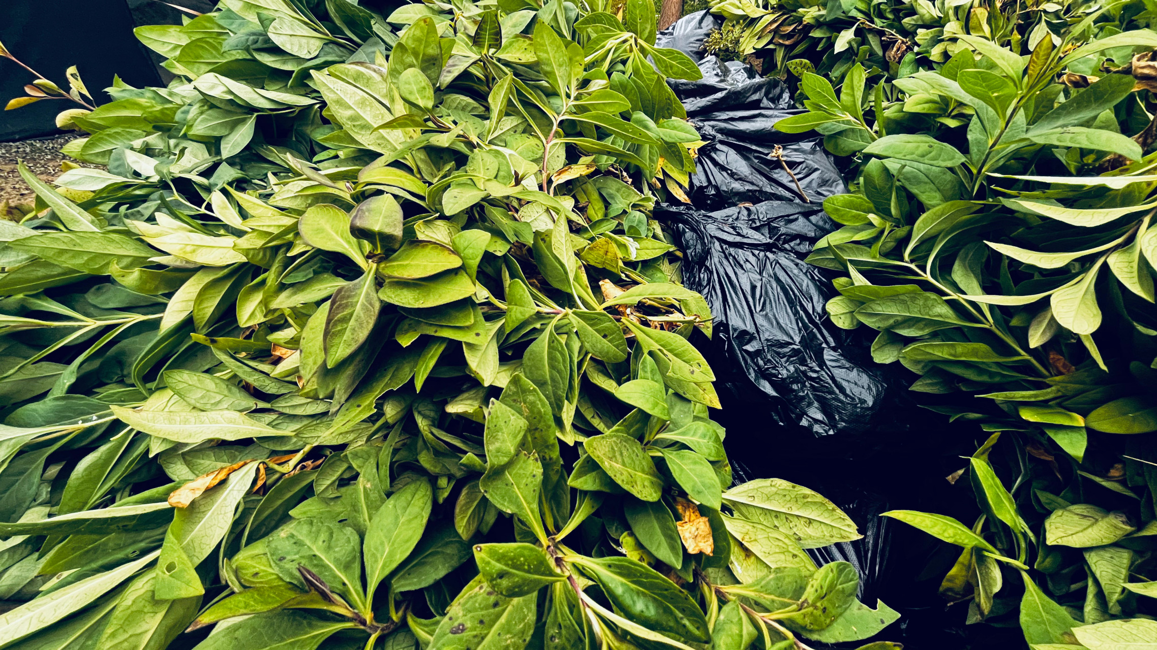 今日苗木花草"药方"大叶黄杨,小叶黄杨,红叶石楠,宿根福禄考,金娃娃