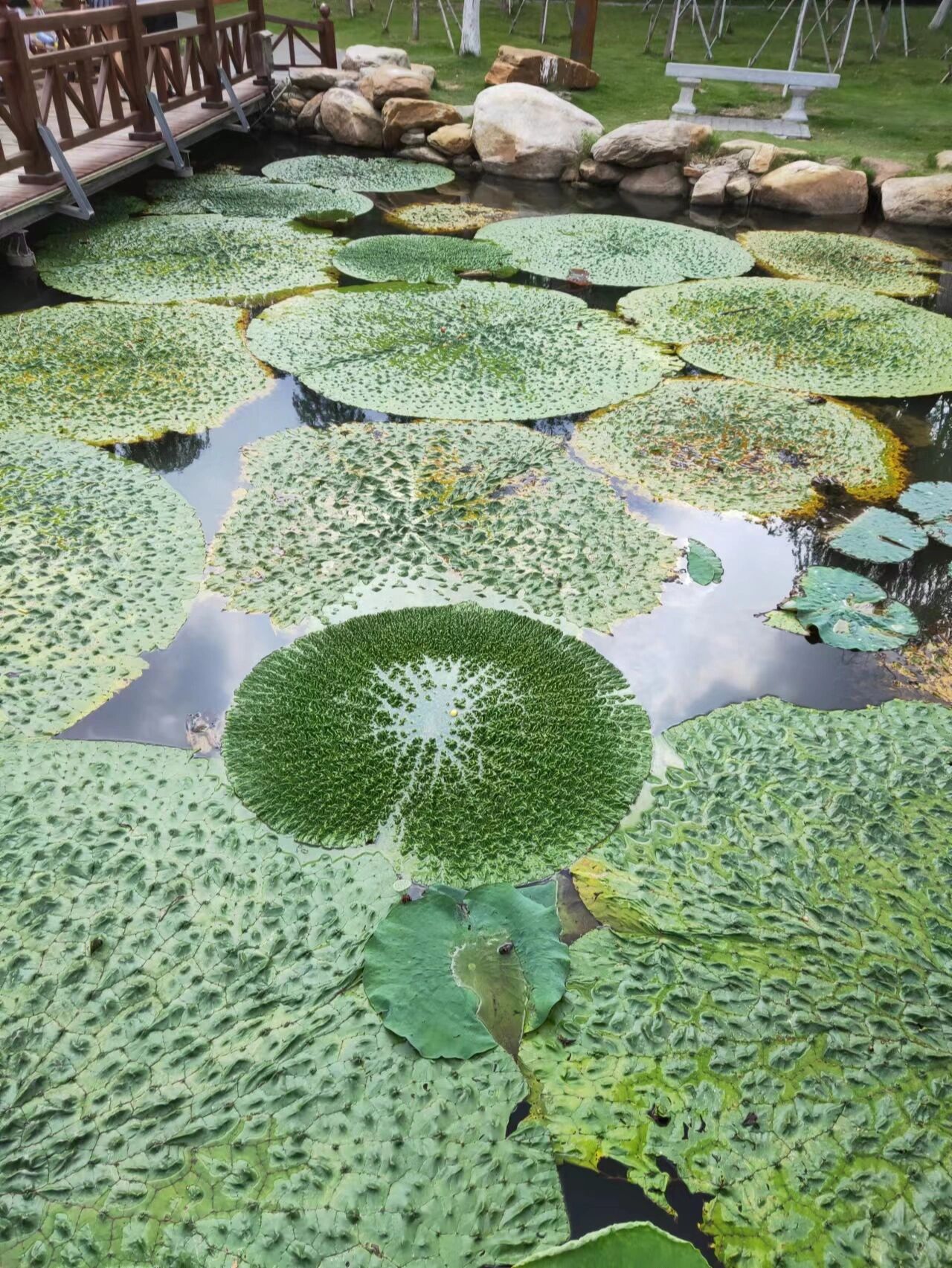 芡实长什么样子图片