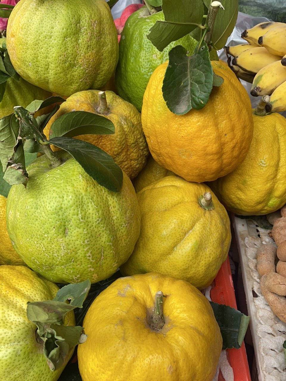 第一次吃香橼果 大理双廊25块一斤 一个70块 像在嚼介于萝卜和柚子皮
