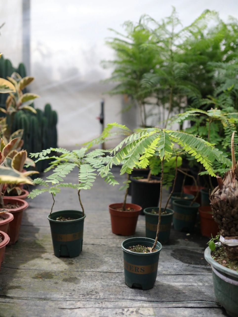 伞状绿植海南叶下珠治愈系室内阳台盆栽 只要散光就能养出一把治愈的