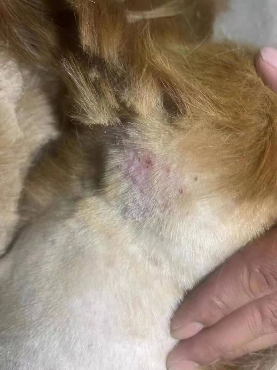 狗癣都有什么症状71怎么治疗71 97狗癣是什么 	 78狗癣是一种