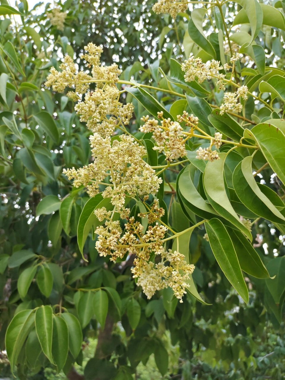 这种花和石楠花差不多 都是很难闻的味道.