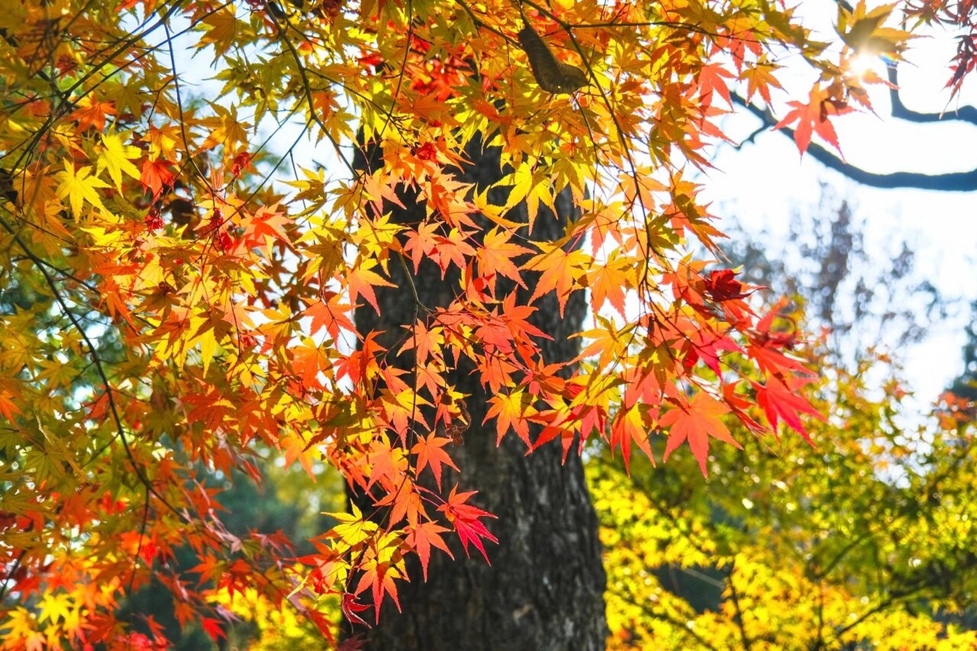 南京旅行|栖霞山的红枫马上进入最佳观赏期 一座栖霞山,半部金陵史!