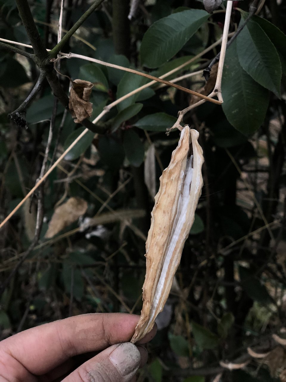 萝摩|仙气与童趣都要的《诗经》植物 别名飞来鹤,如果你见过它的果荚