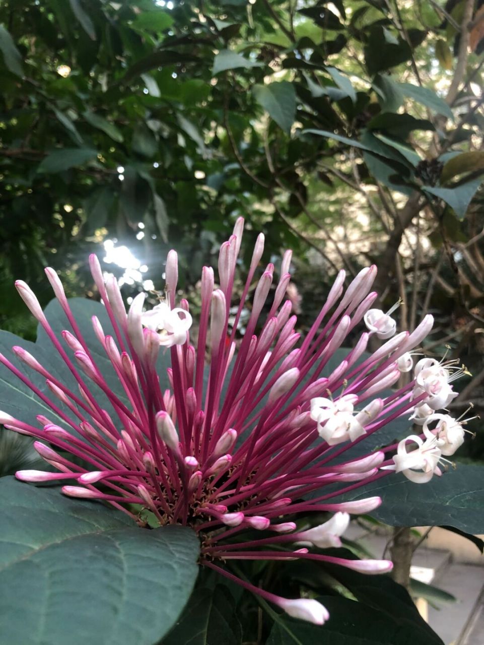 海南的花(3)烟火树花 当知道这个花叫烟火花时 头脑之中闪现的就是那