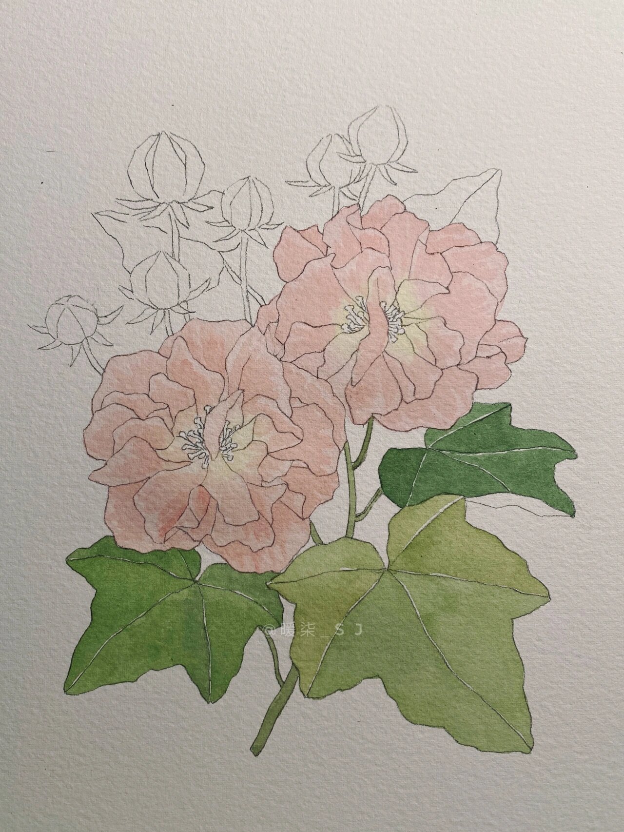 手绘花卉|木芙蓉