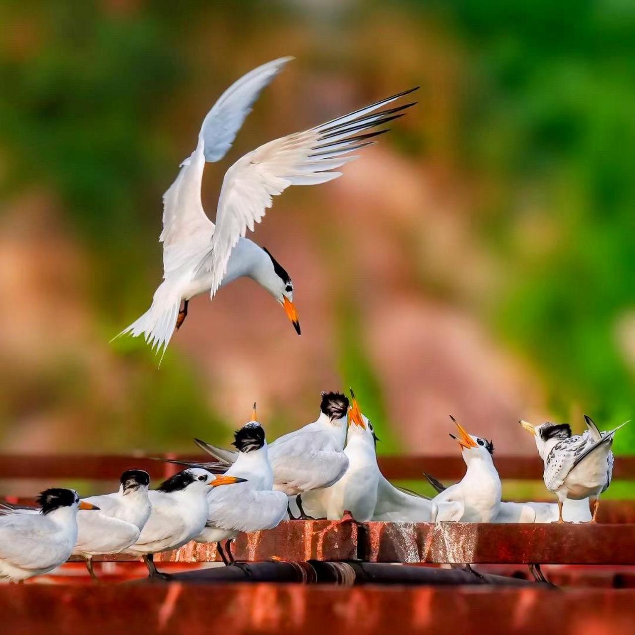 又名黑嘴端凤头燕鸥,神话之鸟,是世界上最濒危的鸟种之一,是鸥科鸟类