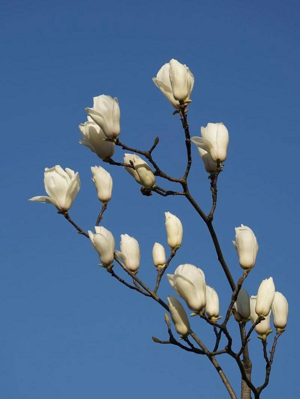 花园色彩|白色花园植物(十) 1,  白玉兰 花期:1-3月或者2-4月 特性