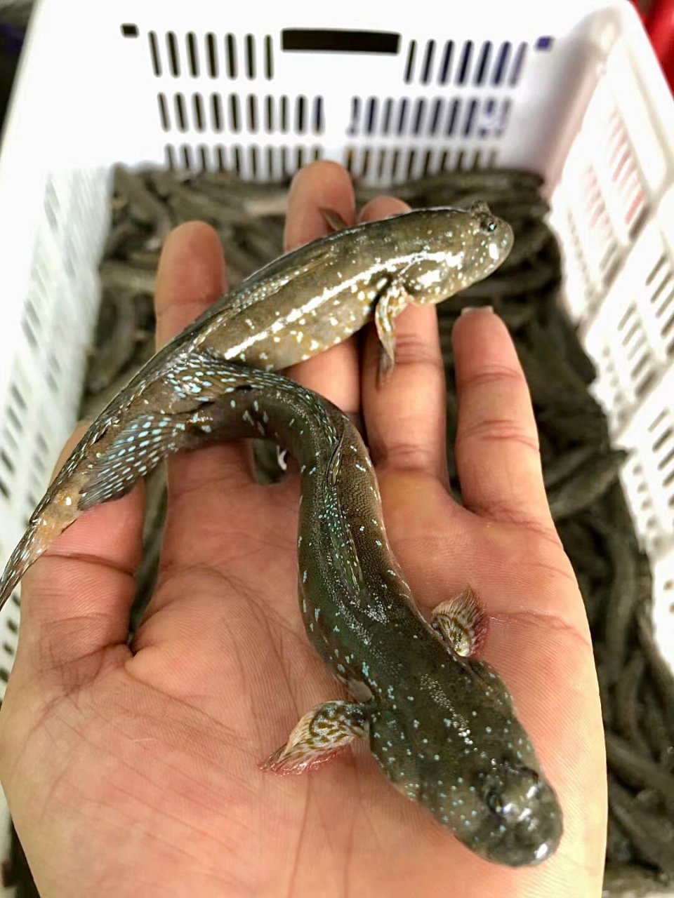 营养价值非常高,有"海上人参"的称号92 小孩吃了,补充很多氨基酸和