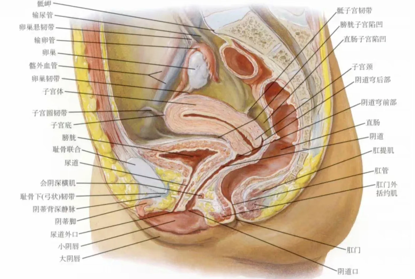 女性子宫卵巢结构图