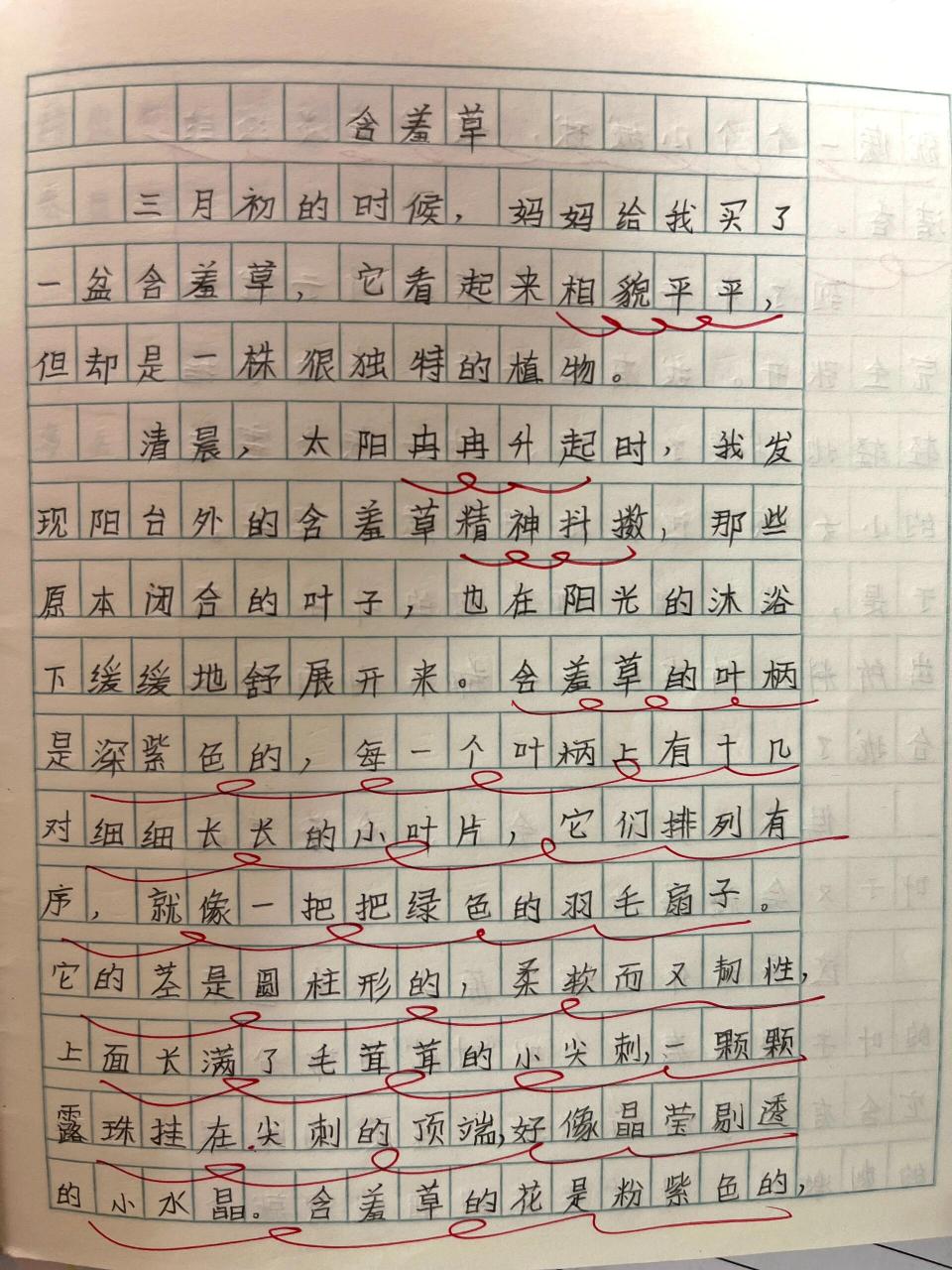 含羞草作文300字3年级图片