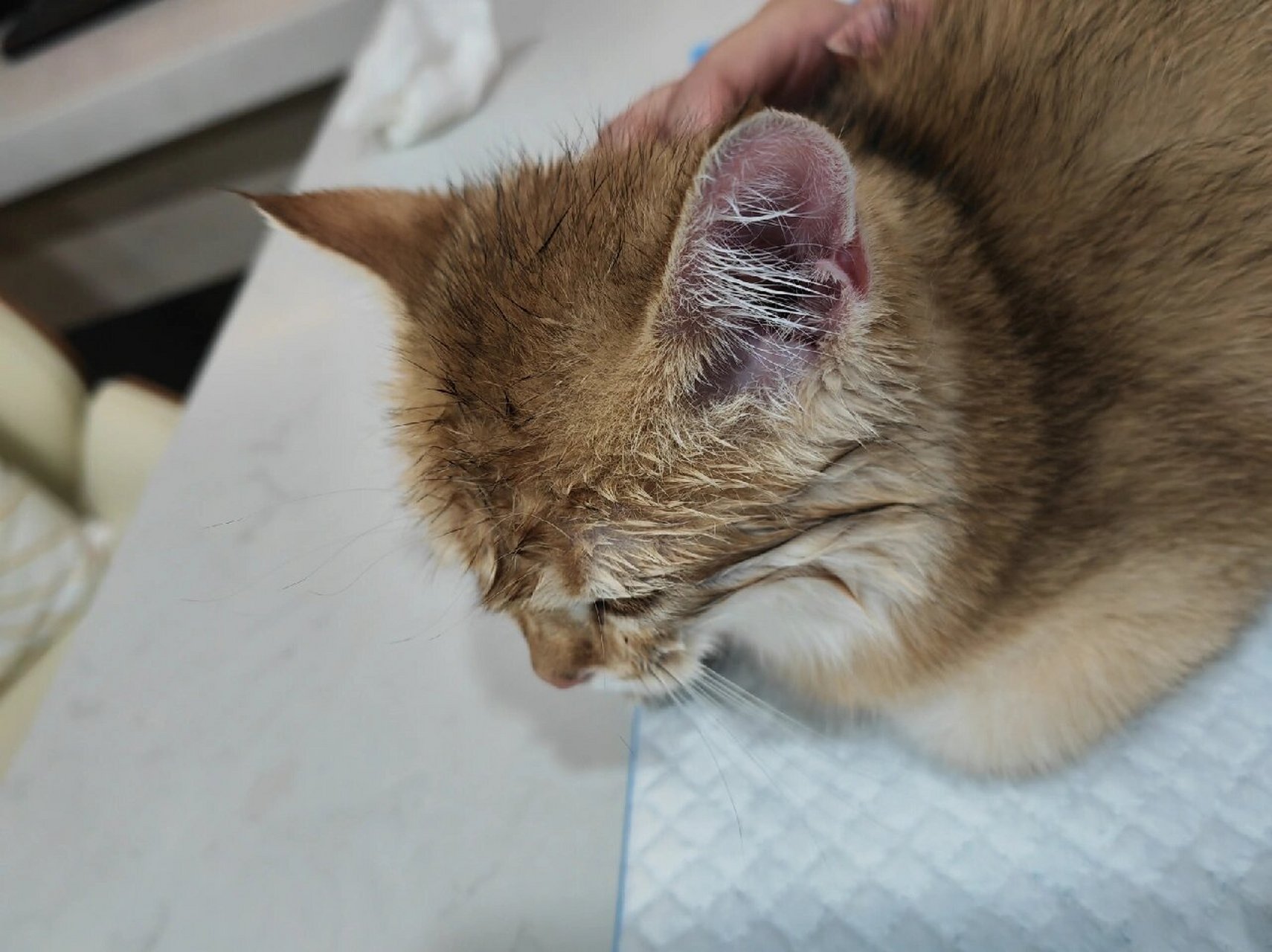 小猫咪半夜两点口吐白沫,吓死我了 p1元宝睡觉前好还好好的,还和我玩