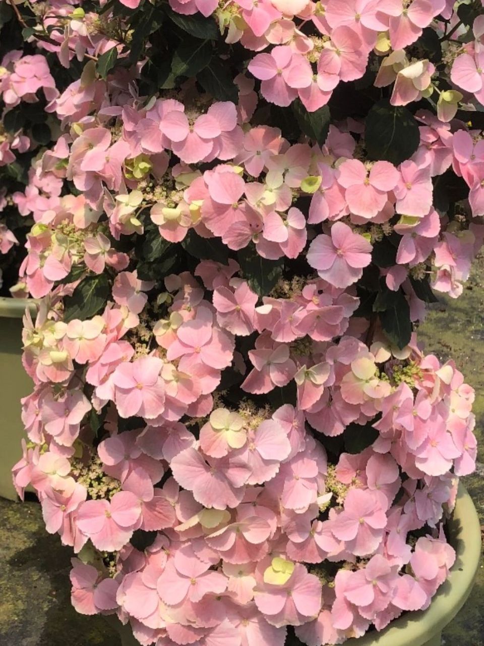 网红绣球|粉白落跑新娘区别!