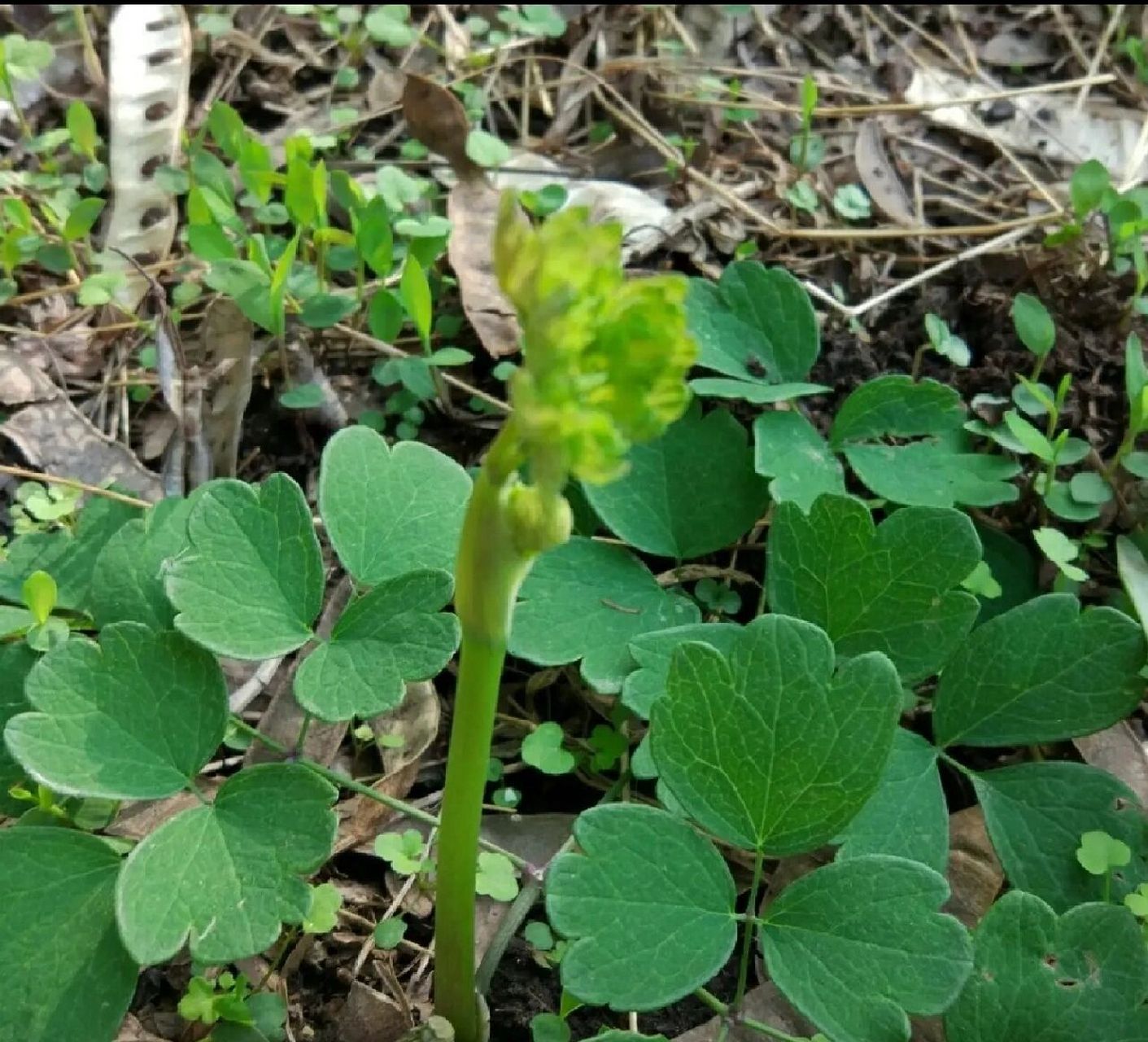 吉林省野菜——唐松草(猫爪子)