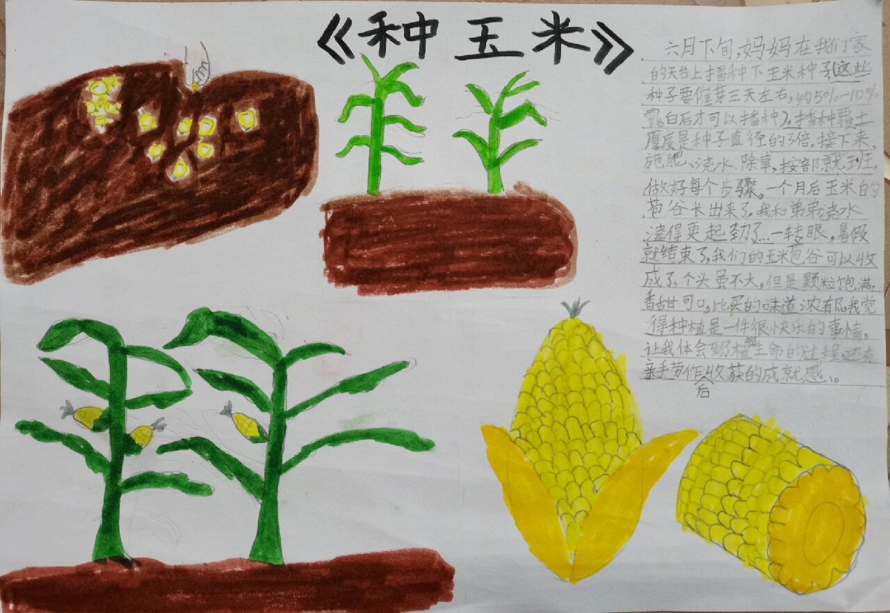 一年级《玉米种植》观察笔记画画版