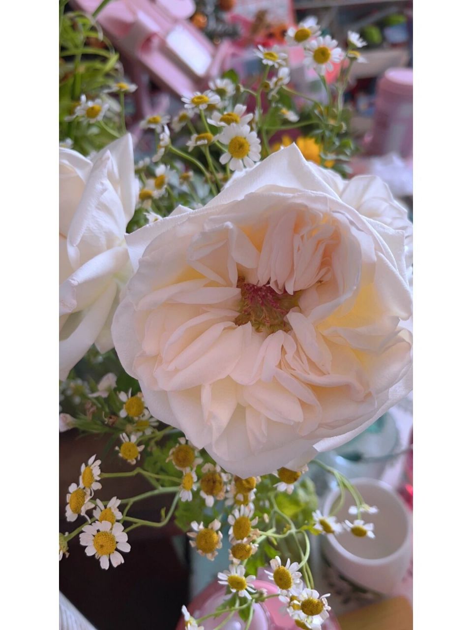 每日识花#白荔枝# 白荔枝玫瑰是极少数色香味俱全的品种 开放度很高