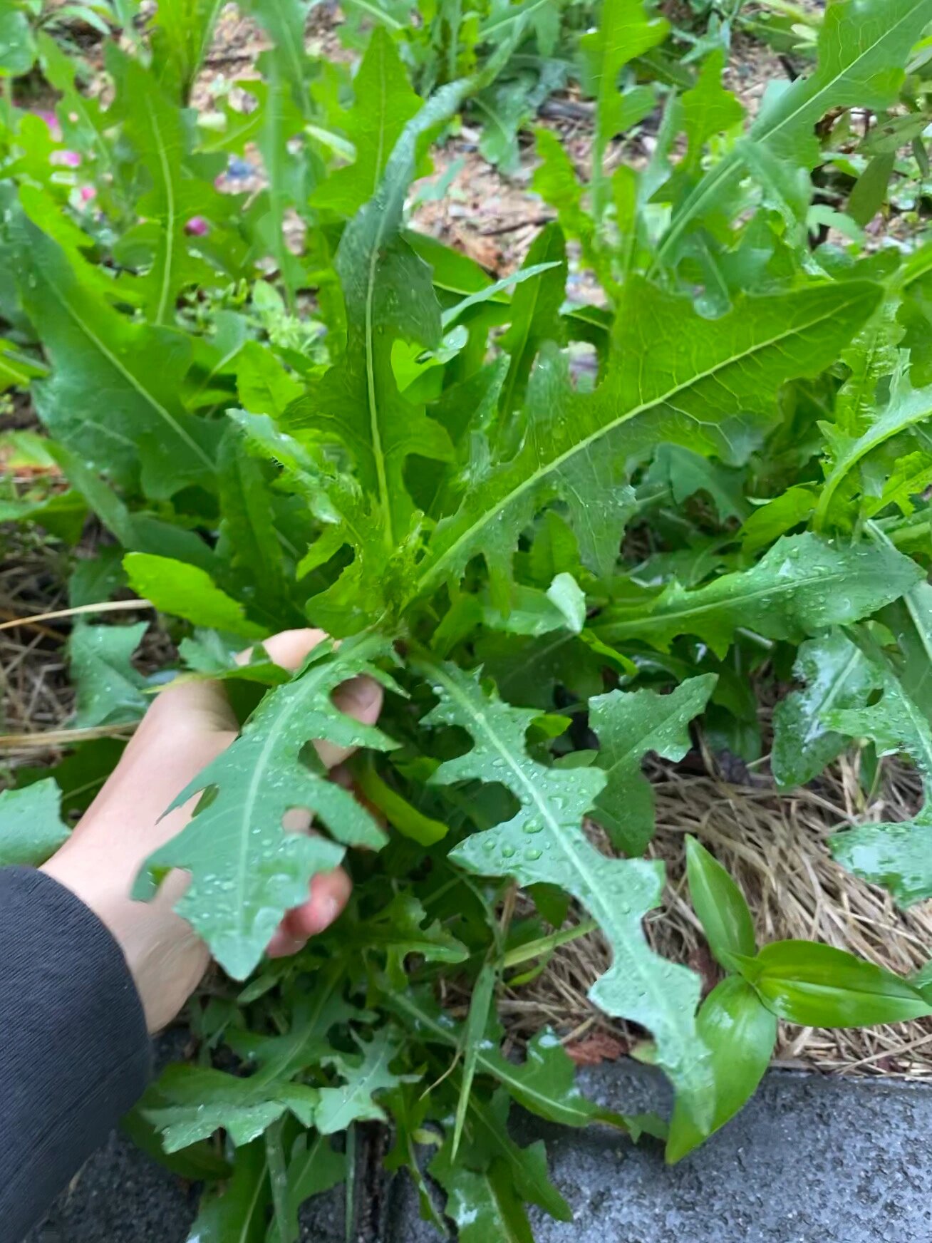 野苦麻菜的图片 吃法图片