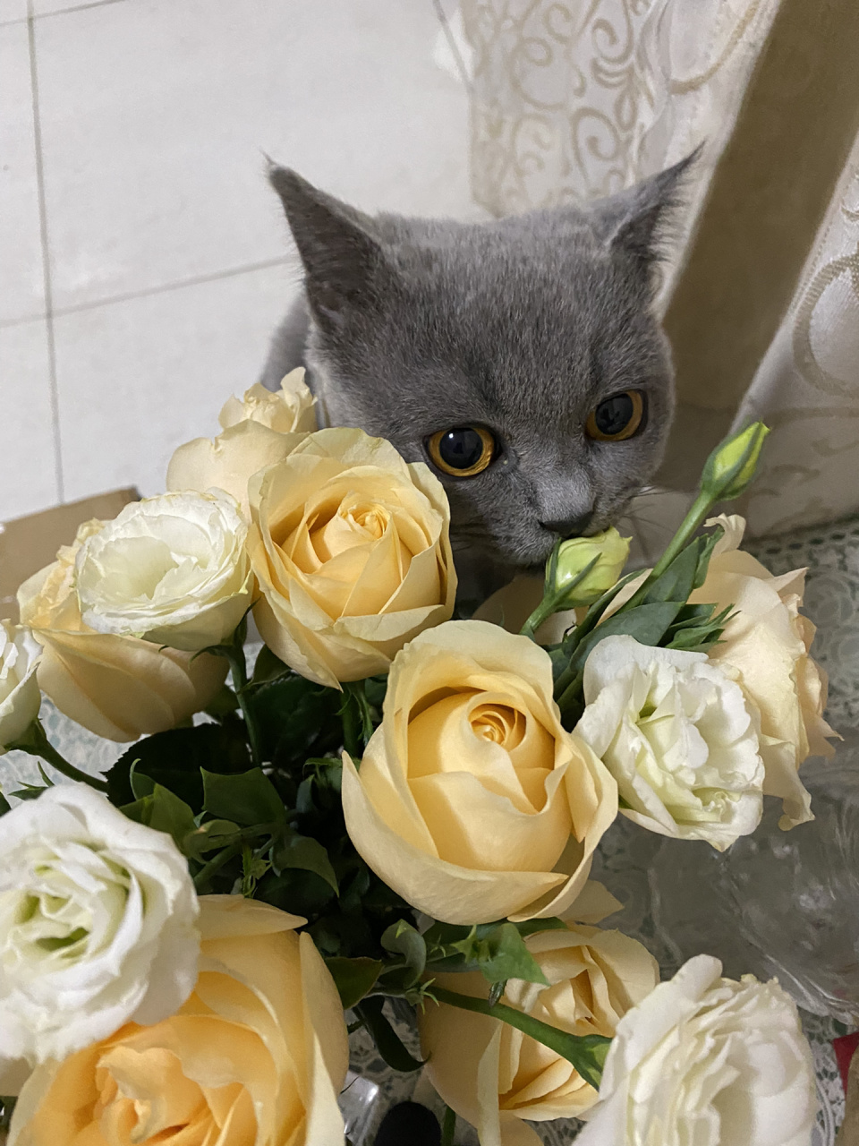 猫怎么吃洋桔梗啊 像吸了 有毒吗 刚把花放桌子上就嗅嗅 然后很兴奋