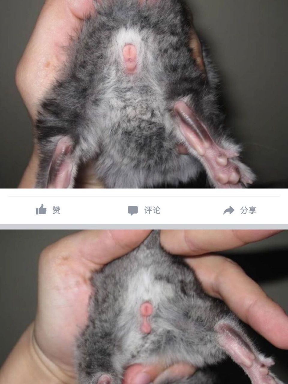 区分龙猫性别#小经验分享# 之前家里龙猫生了崽,用群友分享的"男 o型
