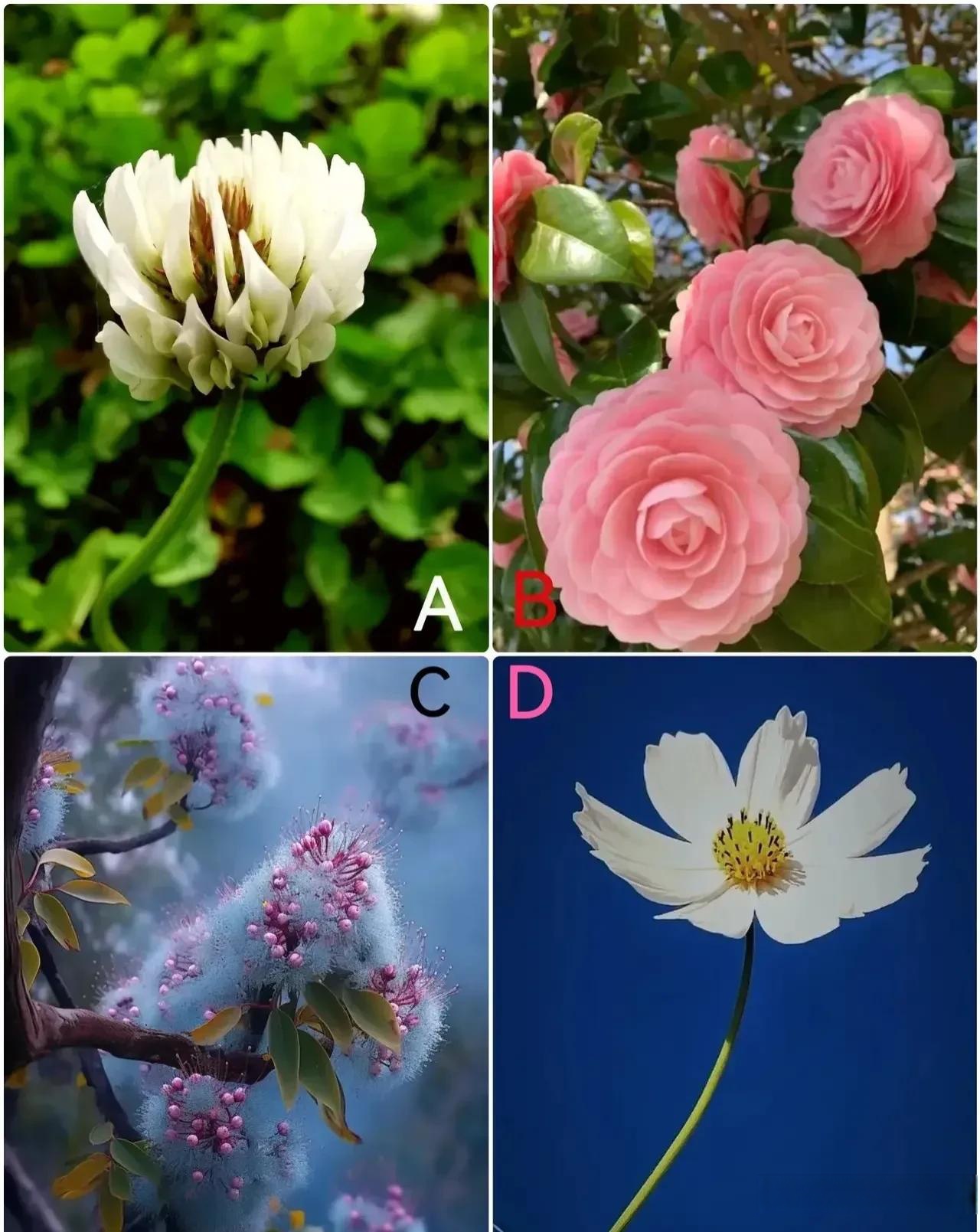 下图有4种花你第一眼看上哪一种? 你想把哪一种花种在院子呢?