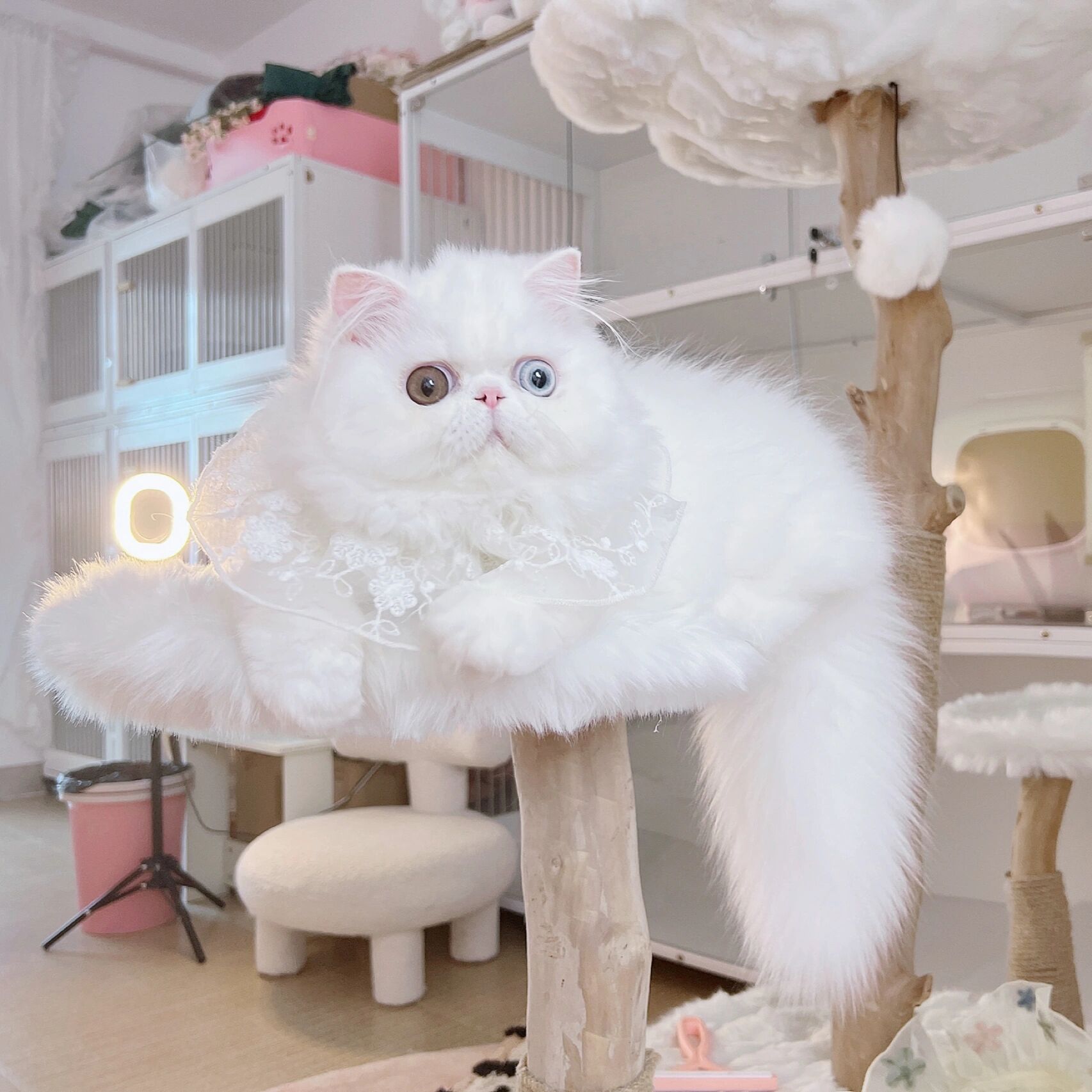 异瞳鸳鸯眼纯白波斯猫与加菲猫