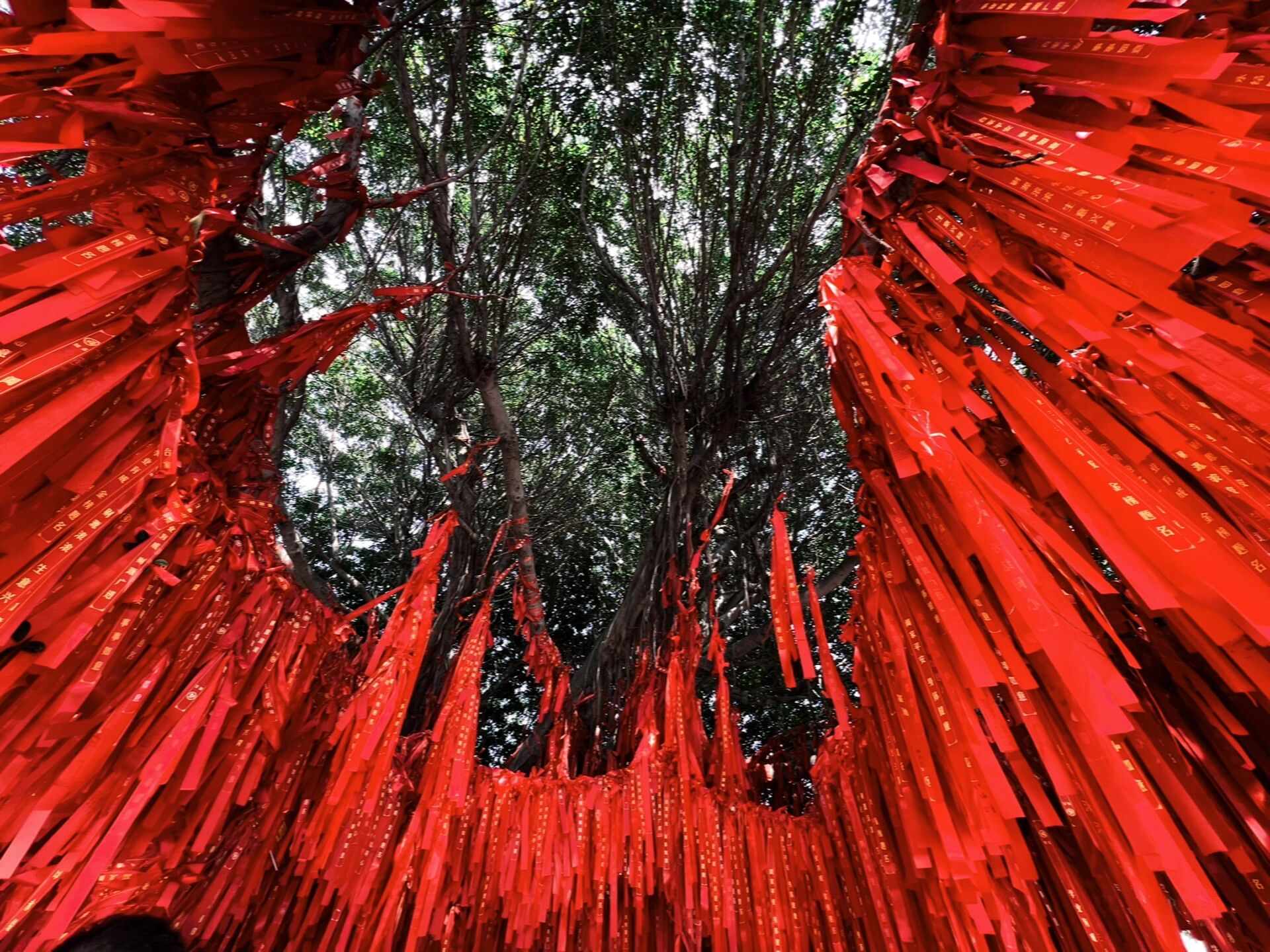 厦门大嶝岛许愿树图片图片