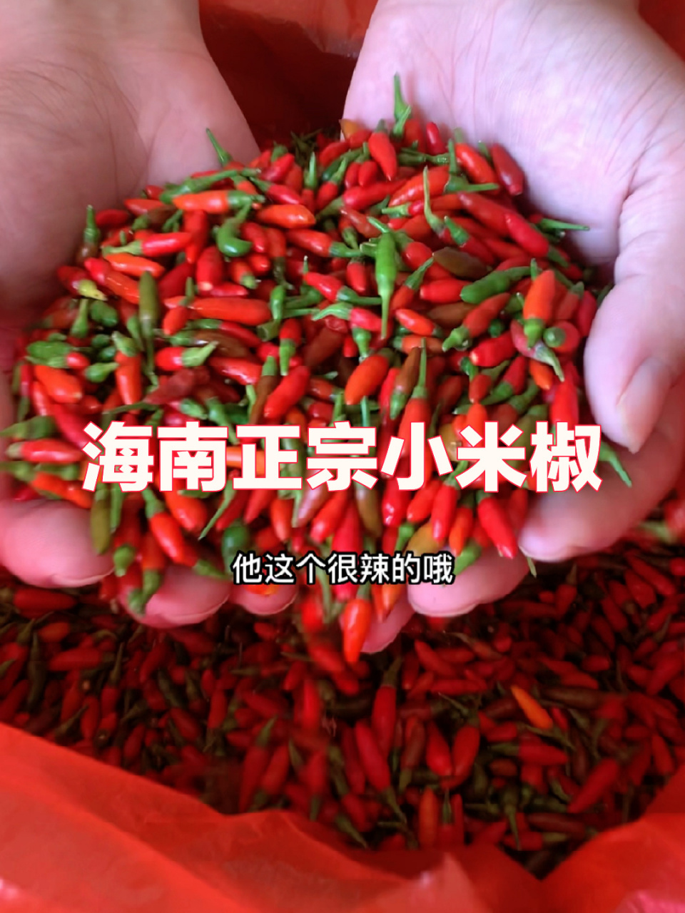 海南正宗野生小米椒 一个小小的辣度顶三个朝天椒辣,还有种独特的味道