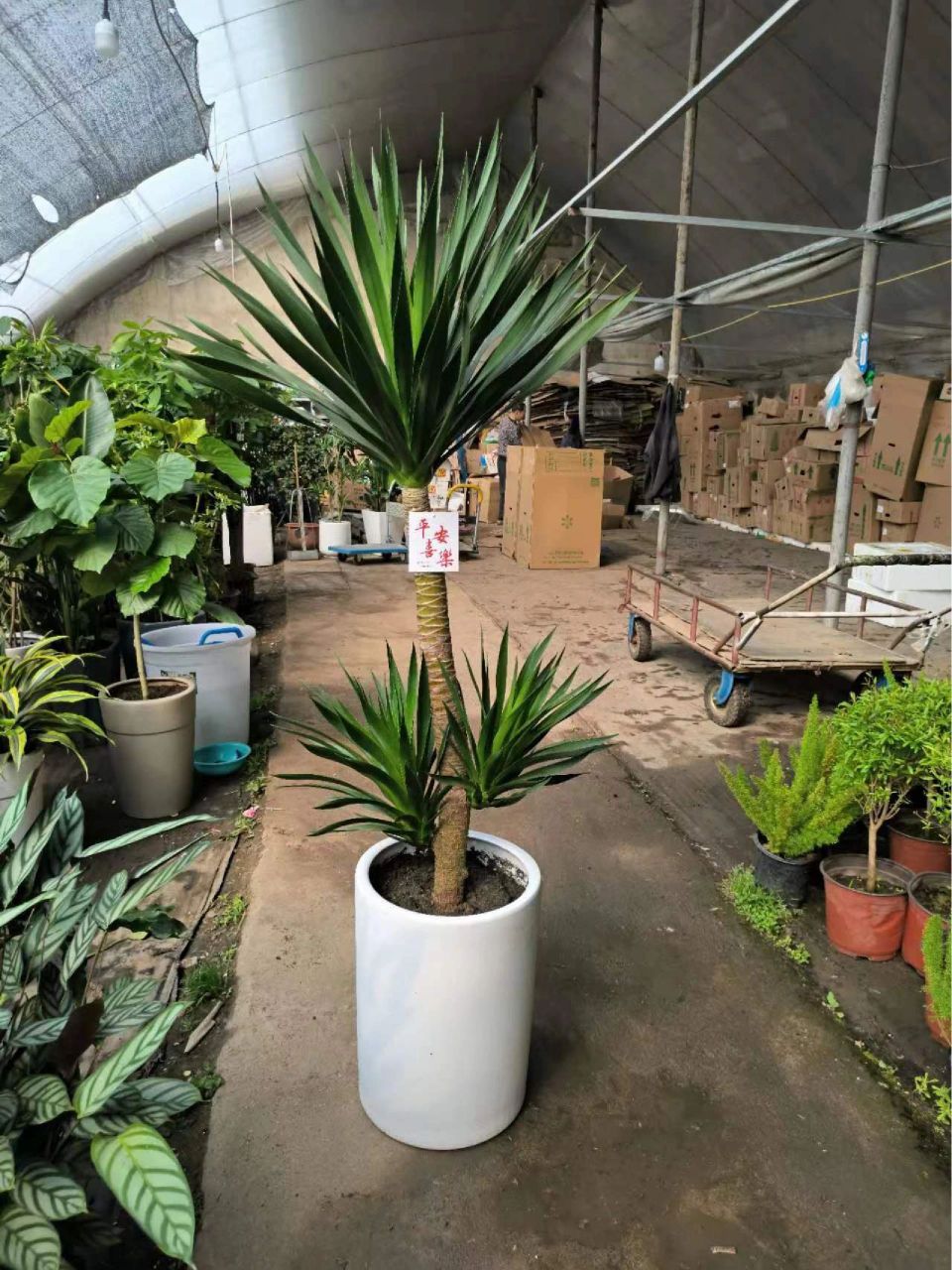 绿植中的"万岁爷"～太空铁龙血树 土壤:喜疏松,肥沃的土壤,需排水性好