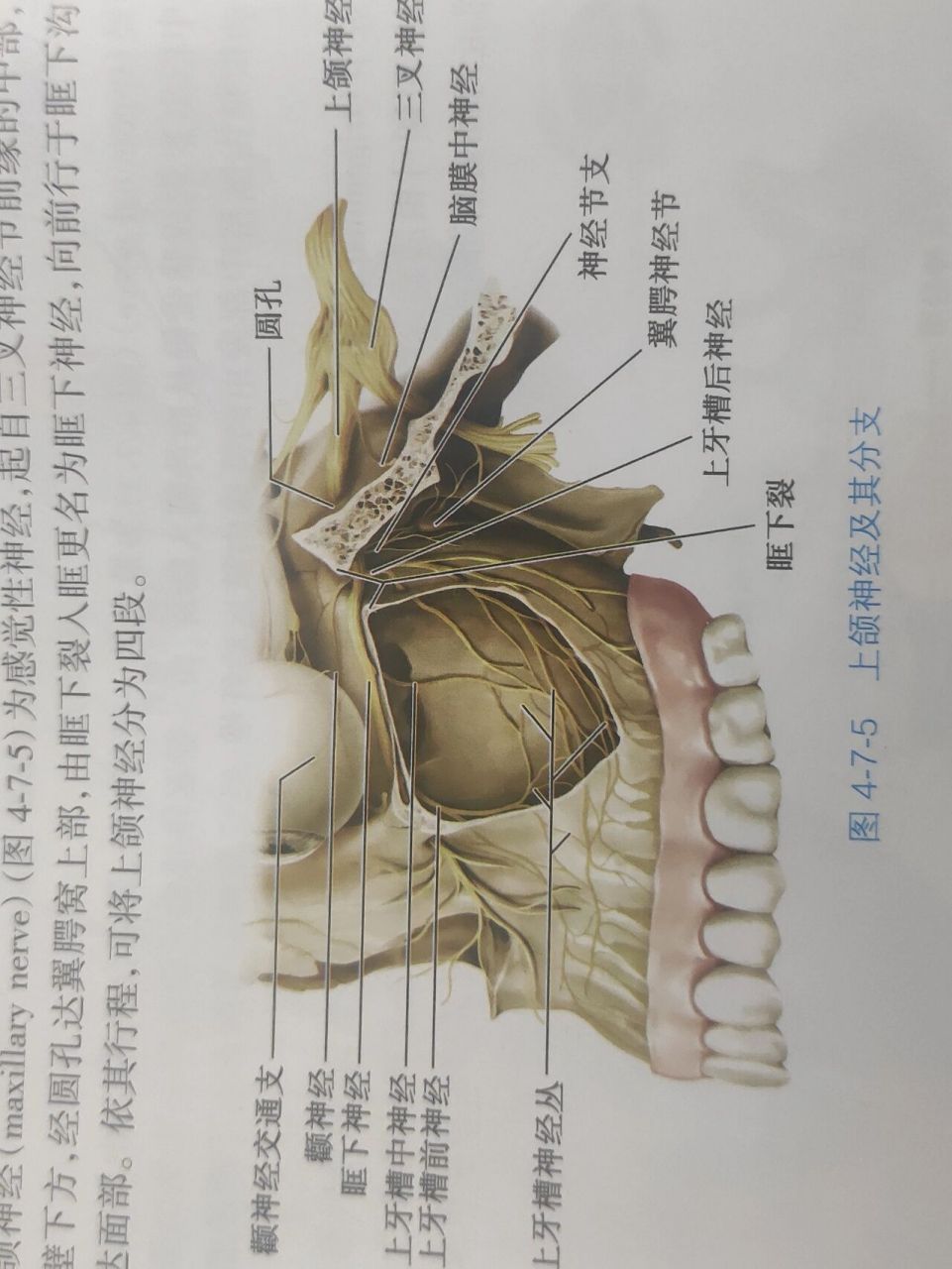 牙颊沟图片