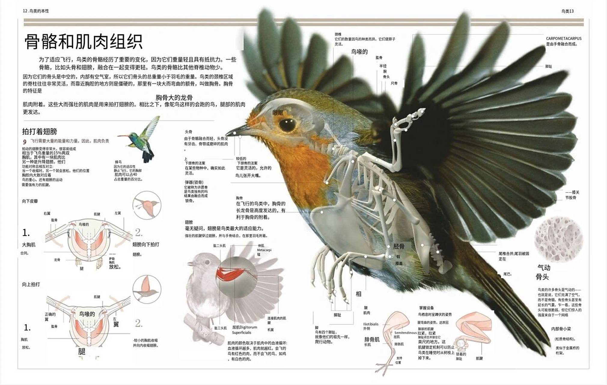 92鸟类解剖结构(一) 首图用翻译器直接转的中文,可能会有很多奇奇怪