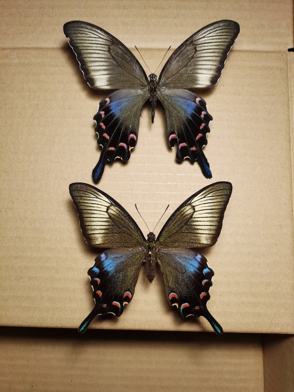 德罕翠凤蝶 上边是山东的指名,下边是鹿儿岛的tokaraensis.