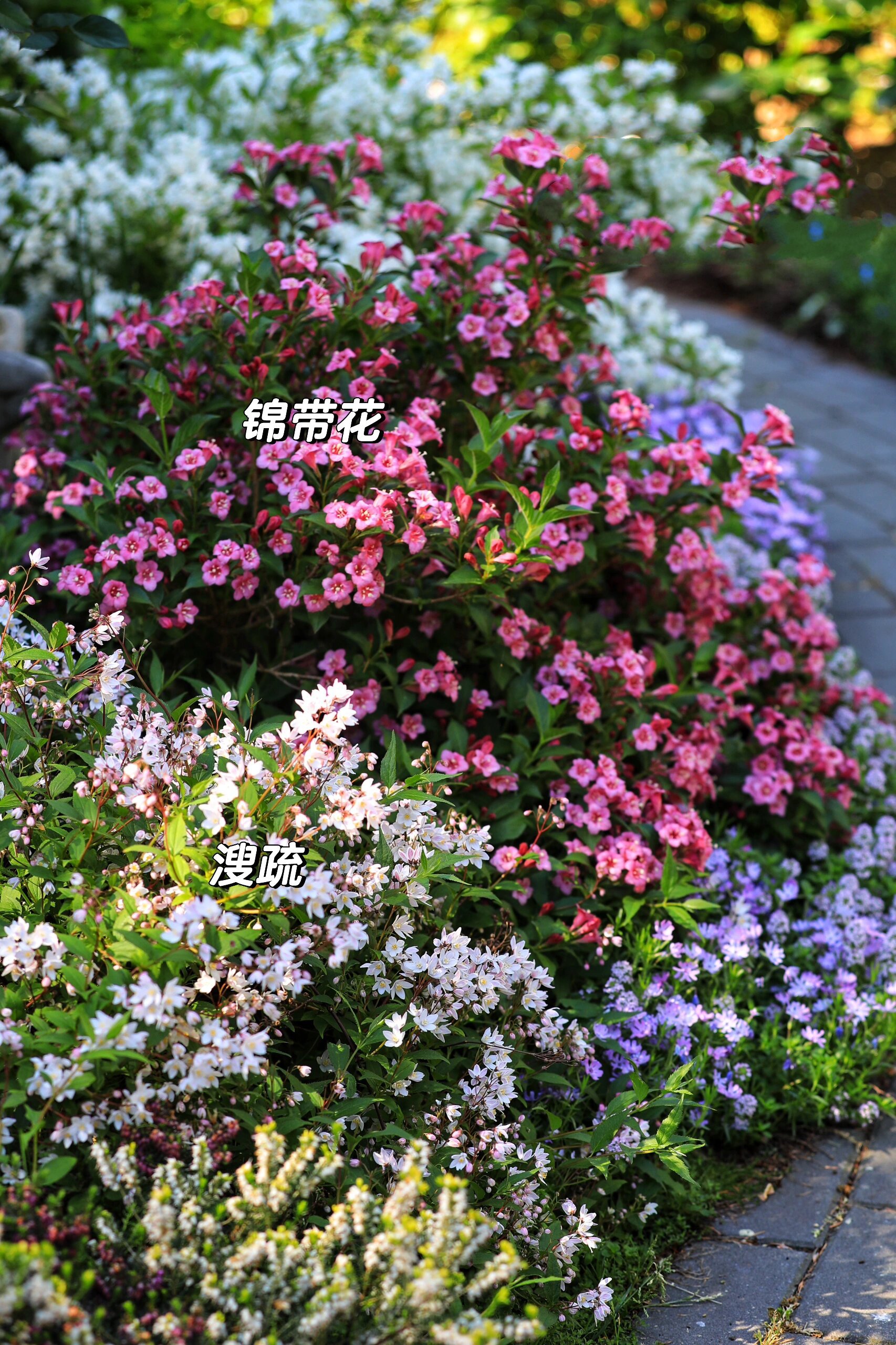 适合小型花园的几种低矮灌木