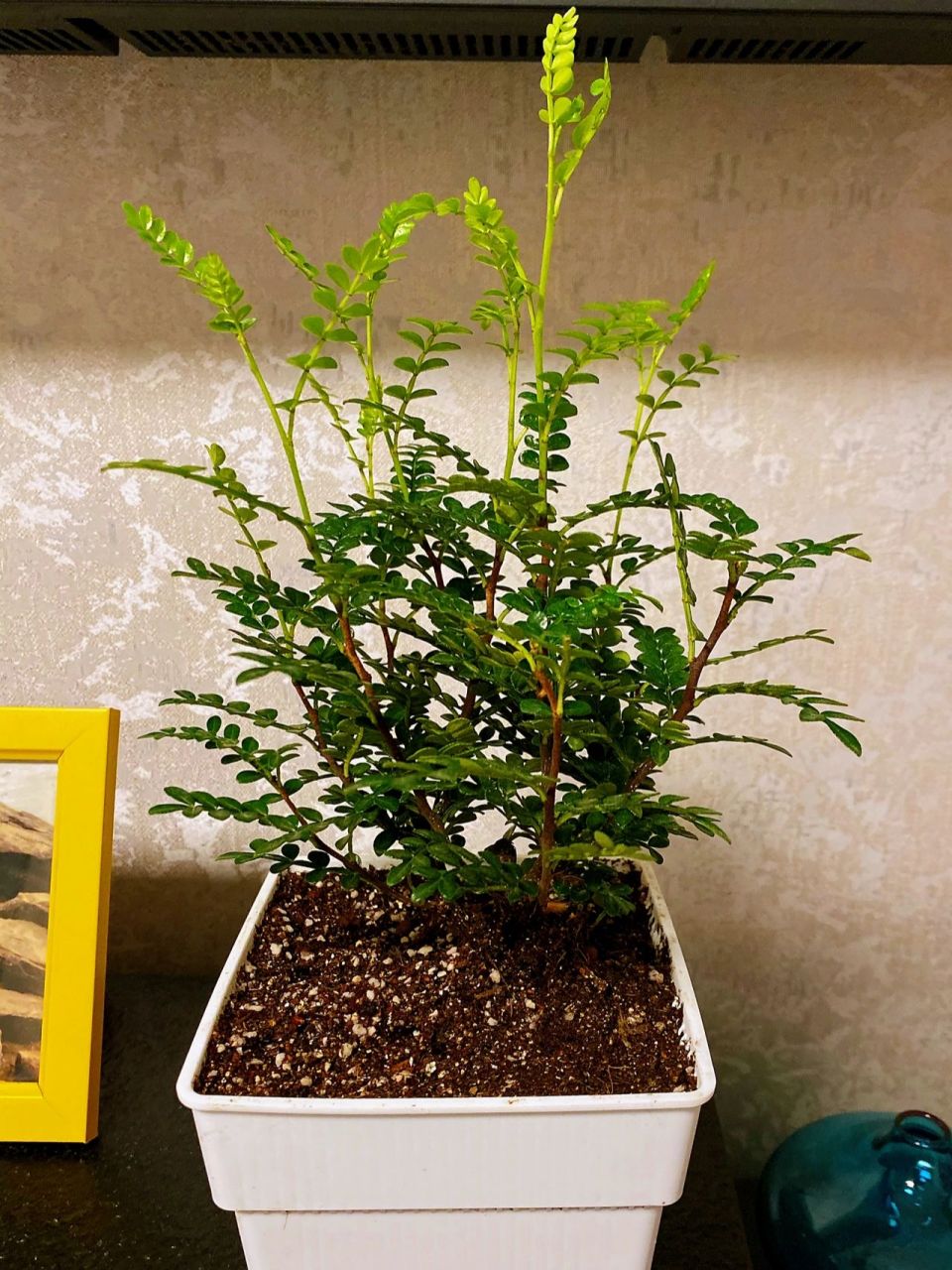 可可爱爱的胡椒木要怎么修剪啊 被种草了胡椒木,又看了很多种植vlog