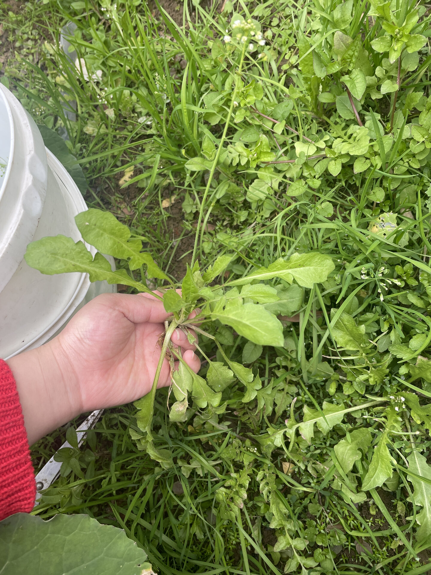 荠菜开花还能吃吗?图片